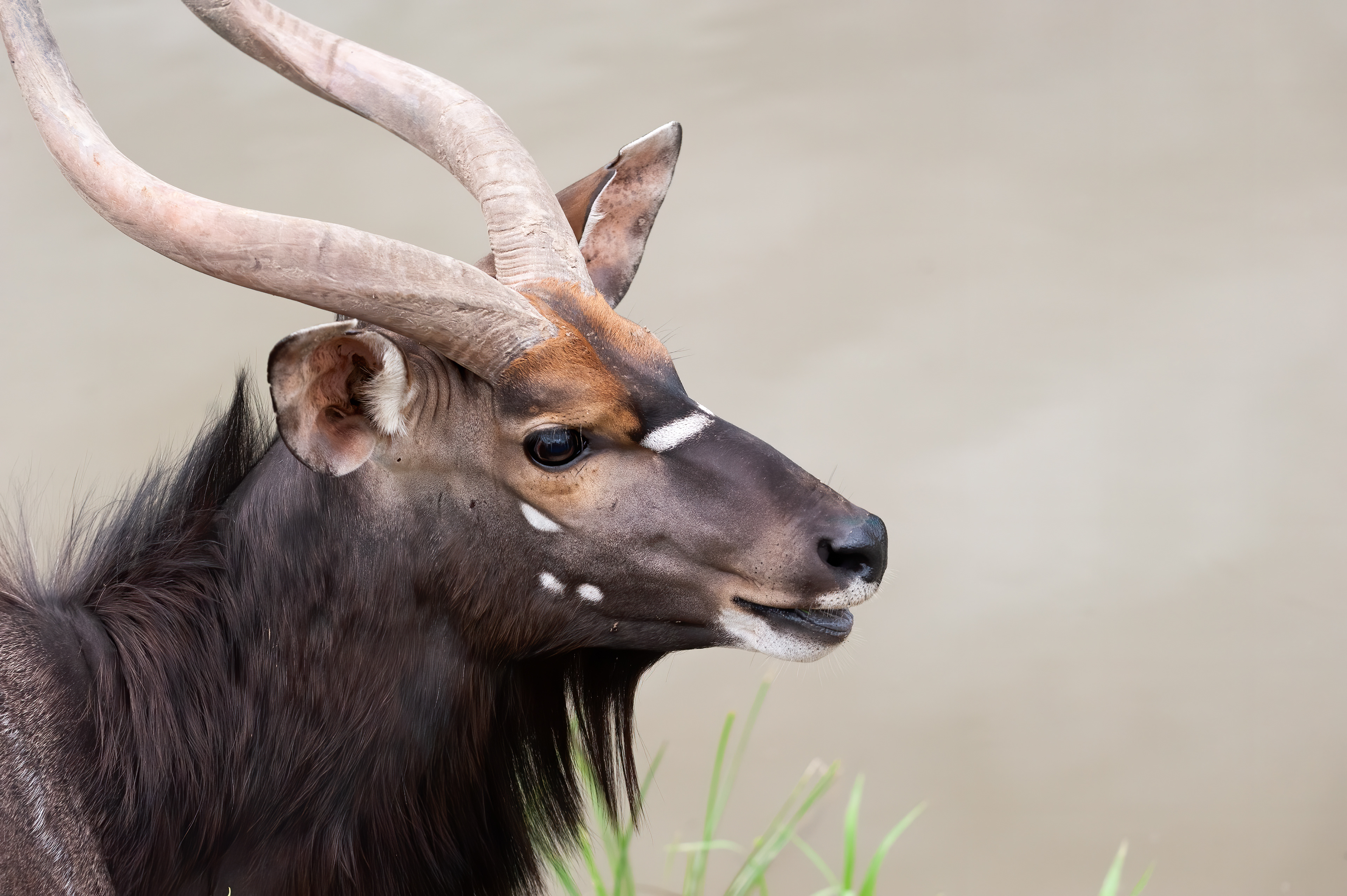 Nyala