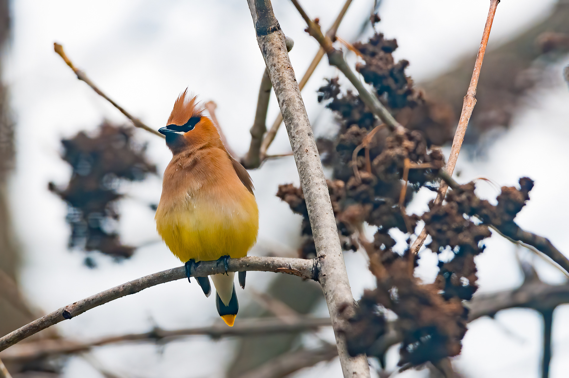 Cedar Waxwing (Bombycilla cedrorum)