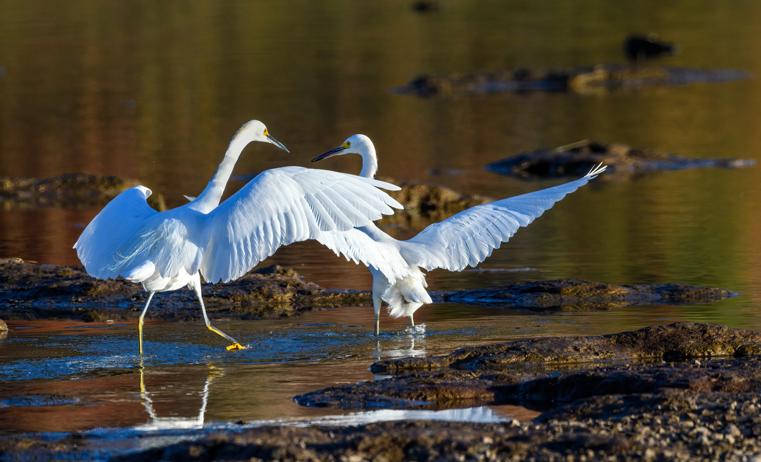 Snowy Egrets (Egretta thula) 152-Edit