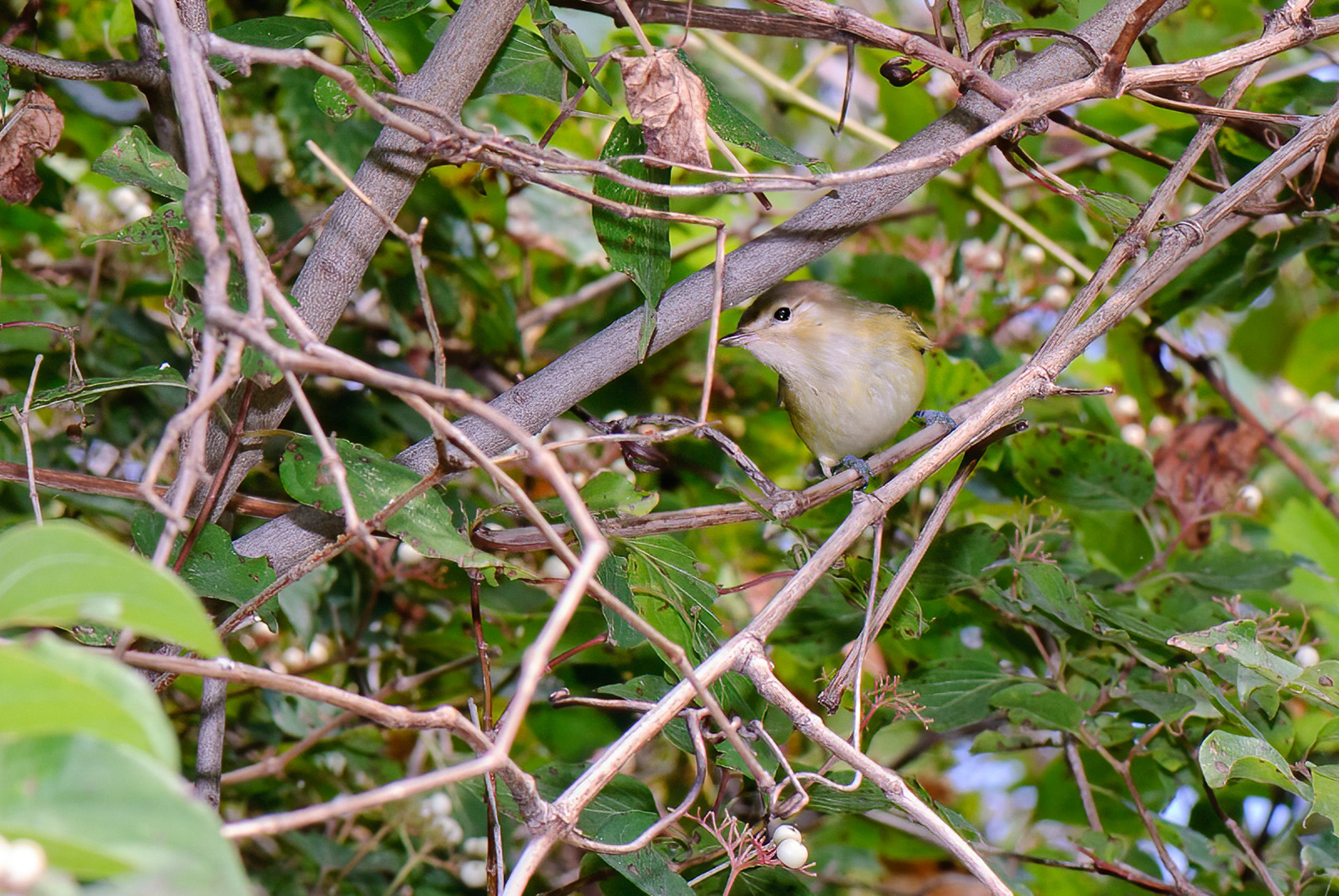 Bell's vireo (Vireo bellii)