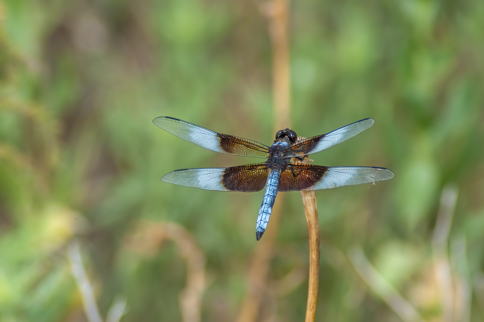 Widow Skimmer - Male (Libellula luctuosa)