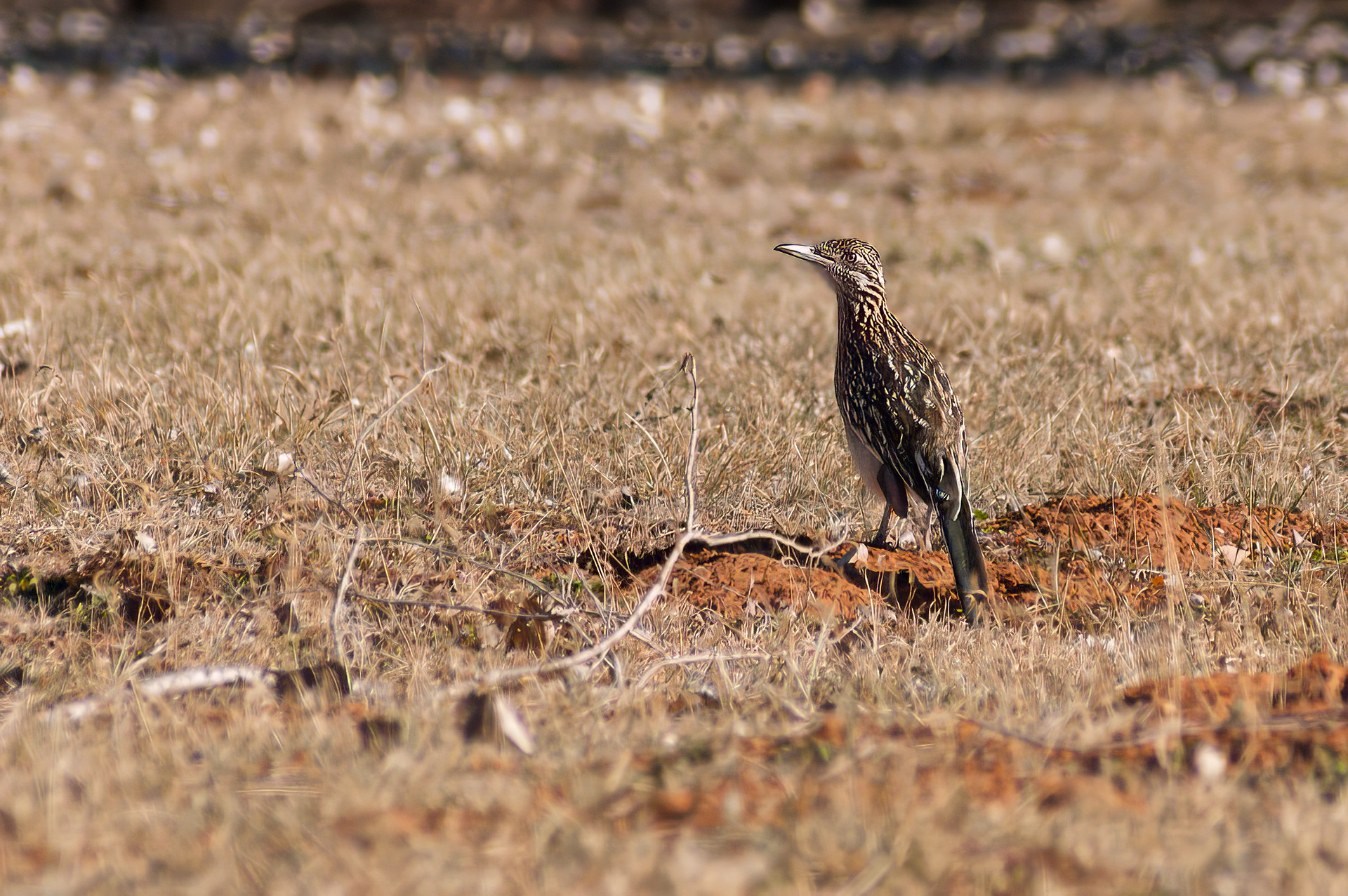 Greater roadrunner (Geococcyx californianus)