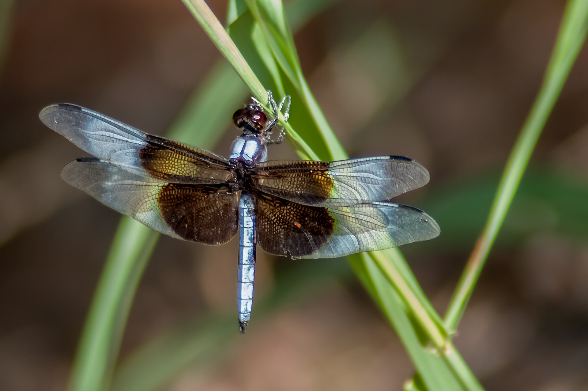 Widow Skimmer - Male (Libellula luctuosa)