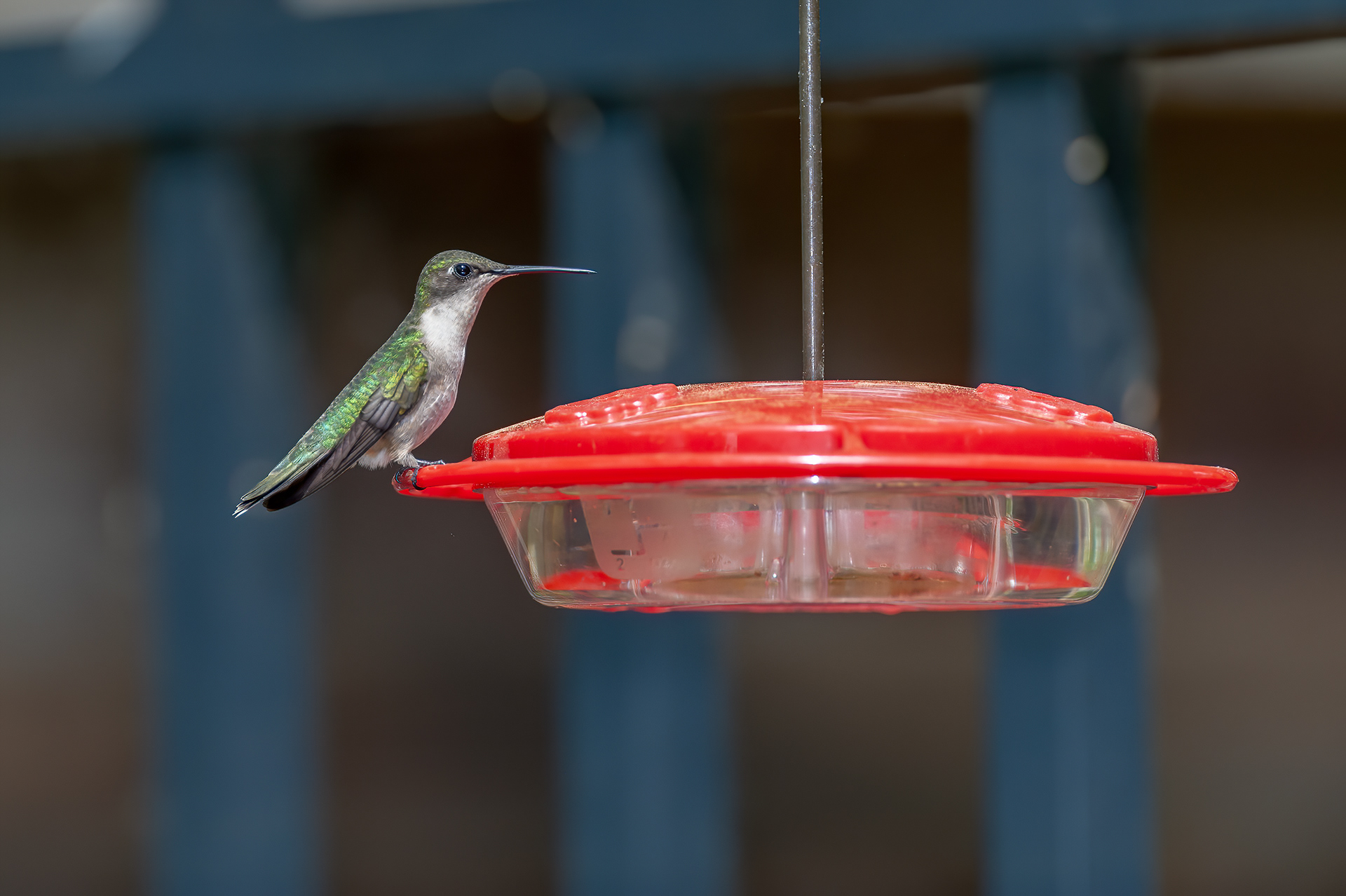 Ruby-throated Hummingbird - Female (Archilochus colubris))