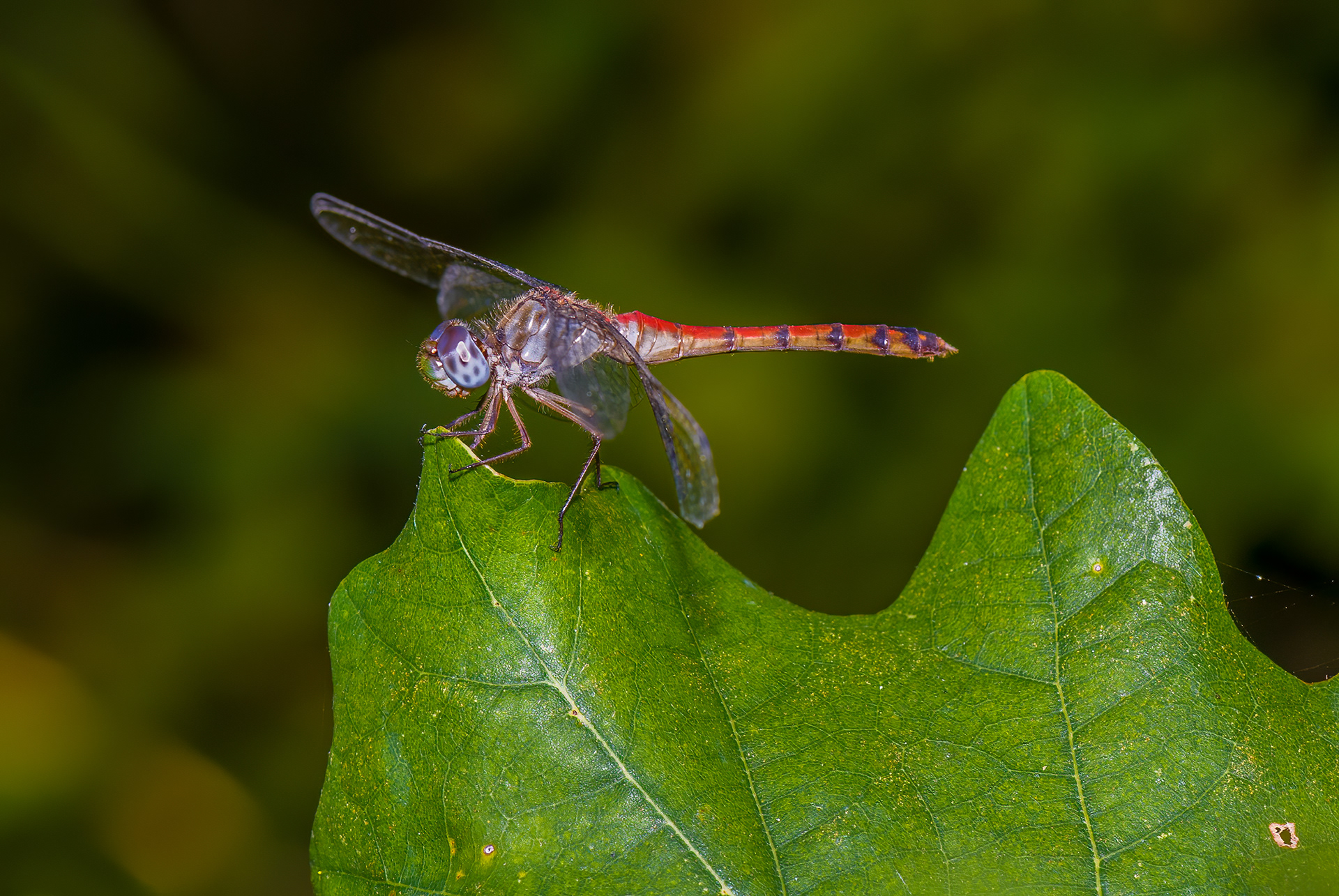Blue-faced Meadowhawk (ympetrum ambiguum,)