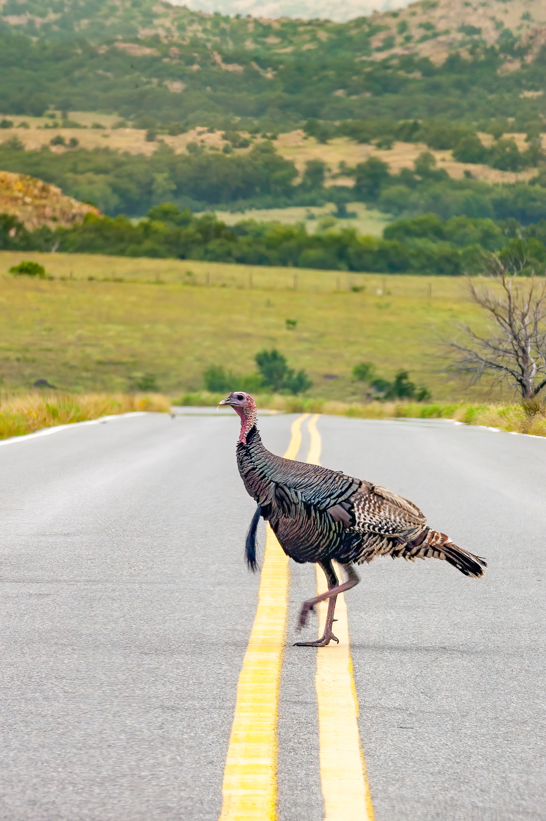 Wild Turkey (Meleagris gallopavo)