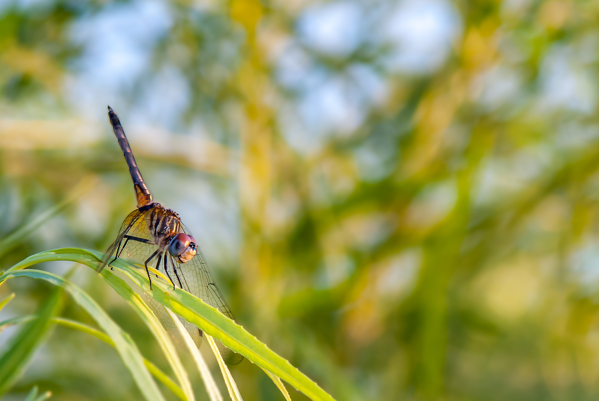 Blue Dasher (Pachydiplax longipennis)