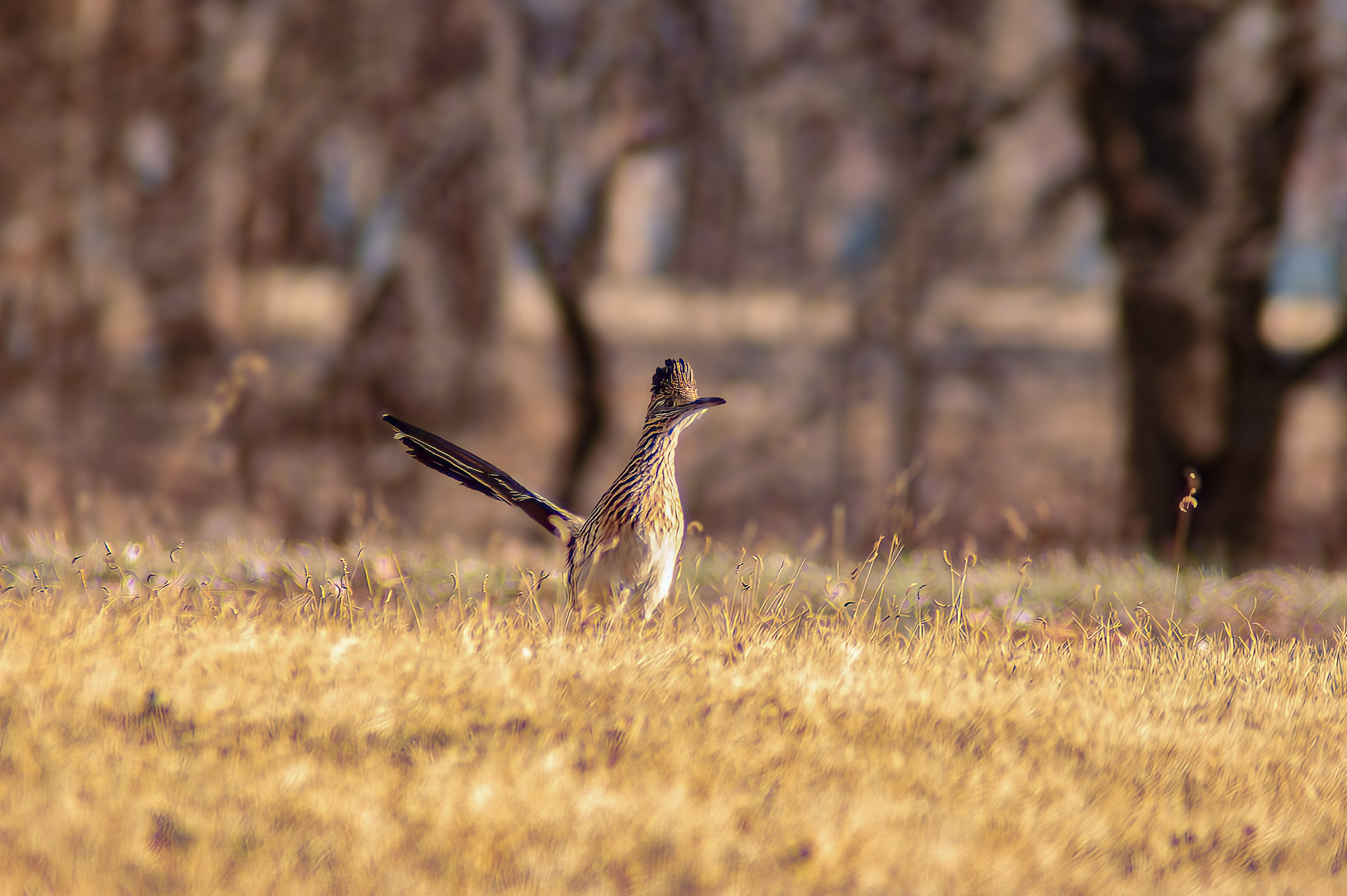 Greater roadrunner (Geococcyx californianus)
