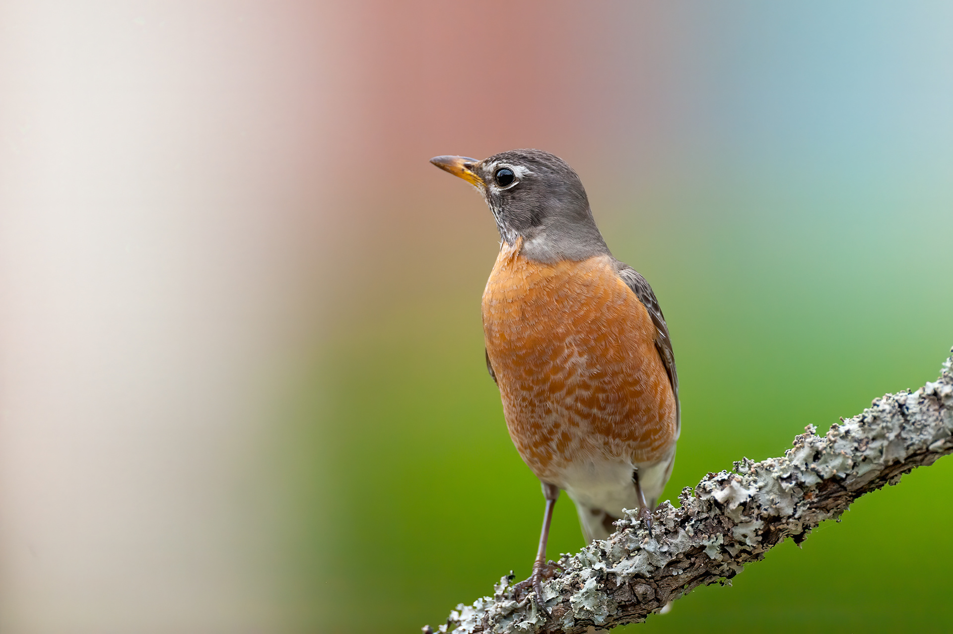 American Robin - Female