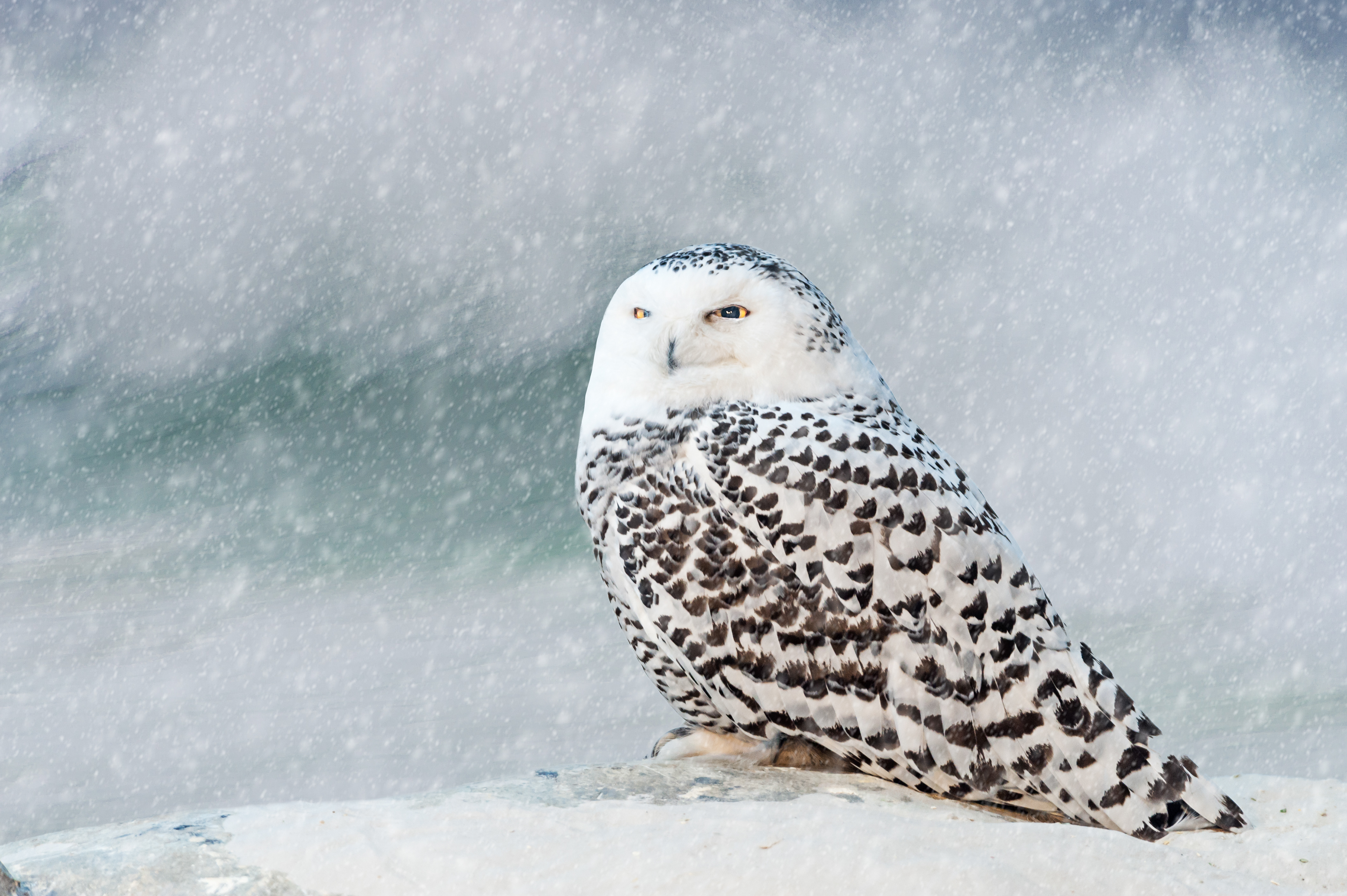 Snowy Owl (Bubo scandiacus)
