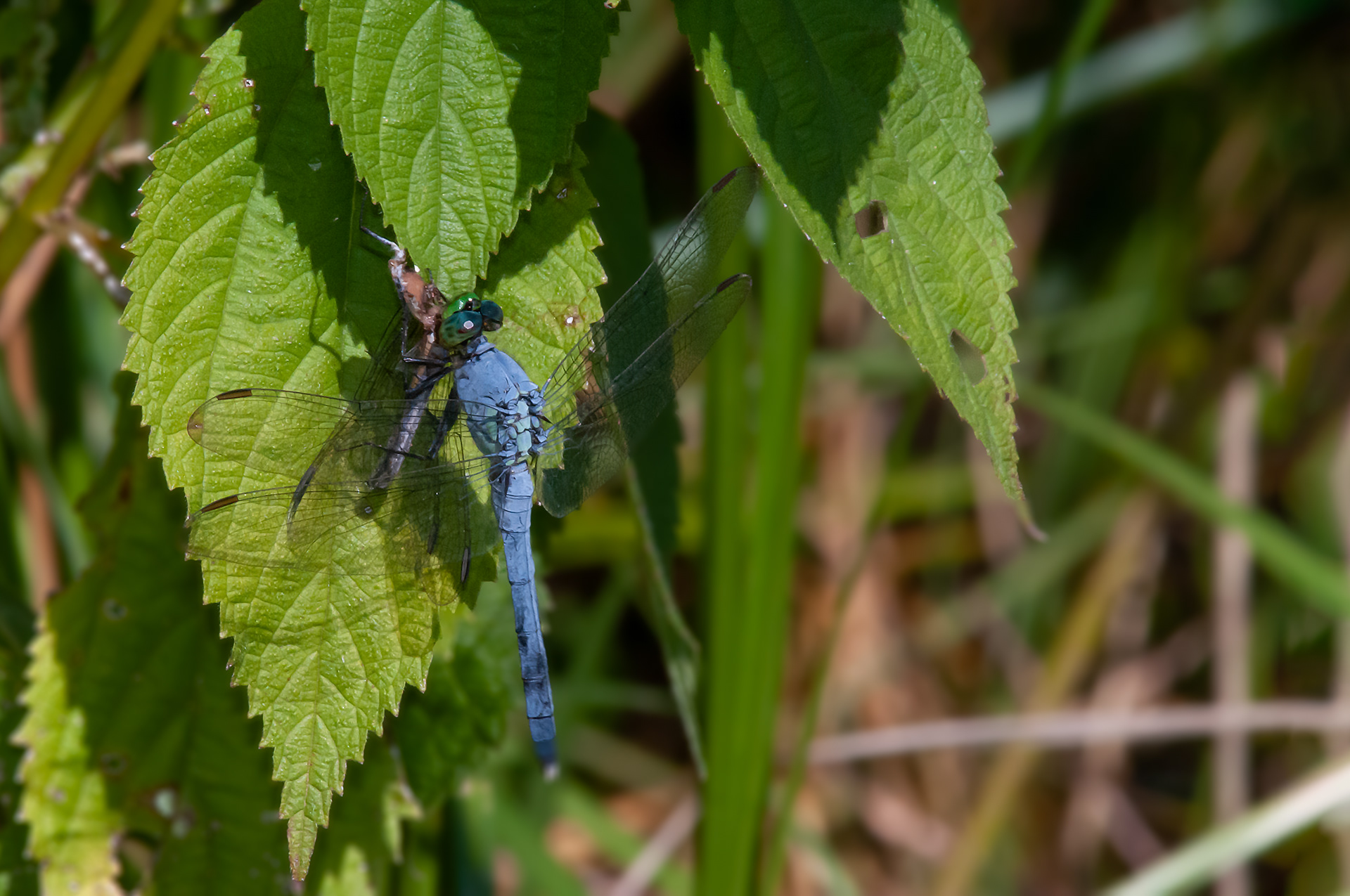 Eastern Pondhawk - Male  (Erythemis simplicicollis)