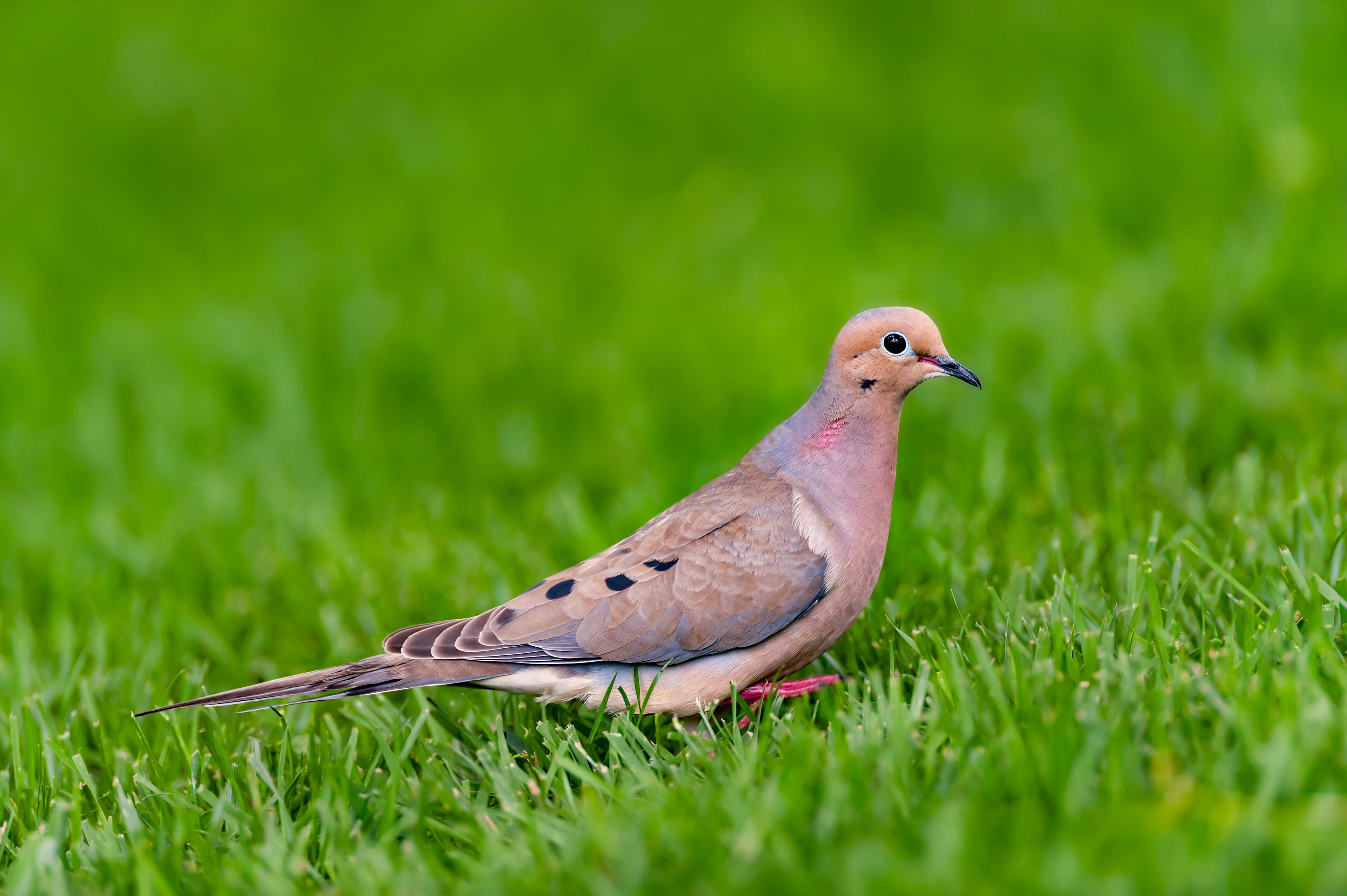 Mourning Dove (Zenaida macroura)