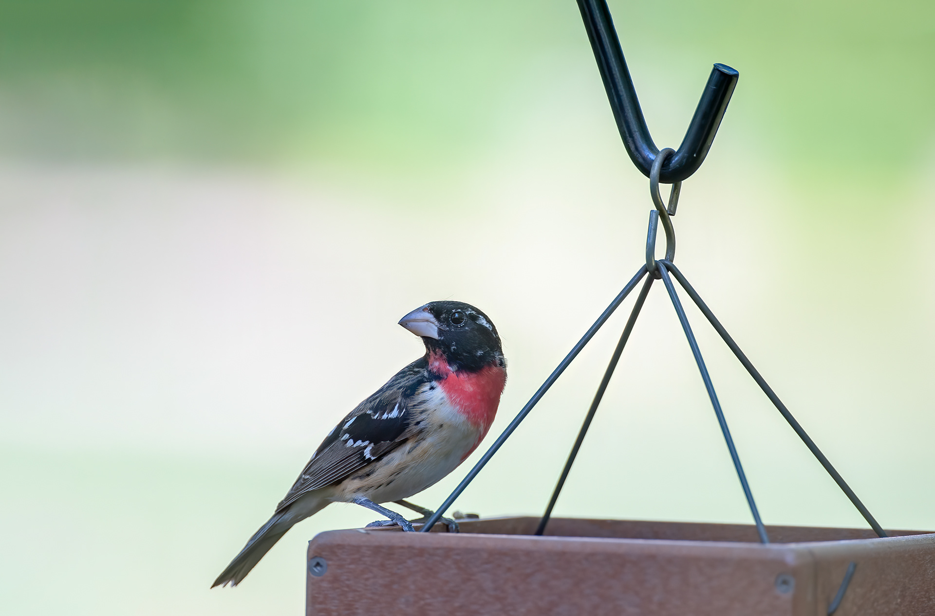 Rose-breasted Grosbeak - Male (Pheucticus ludovicianus)