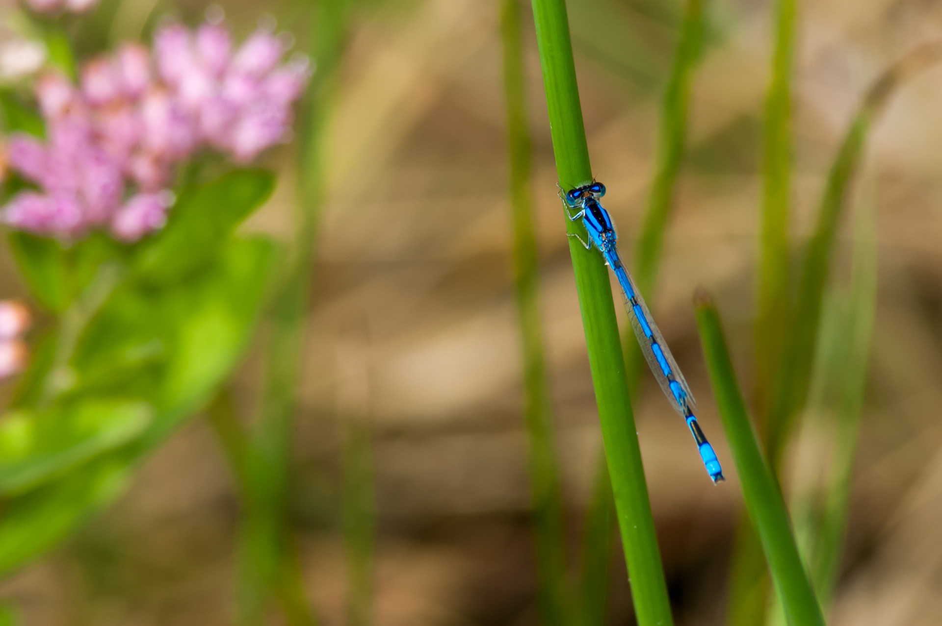 Familiar Bluet (Enallagma civile)