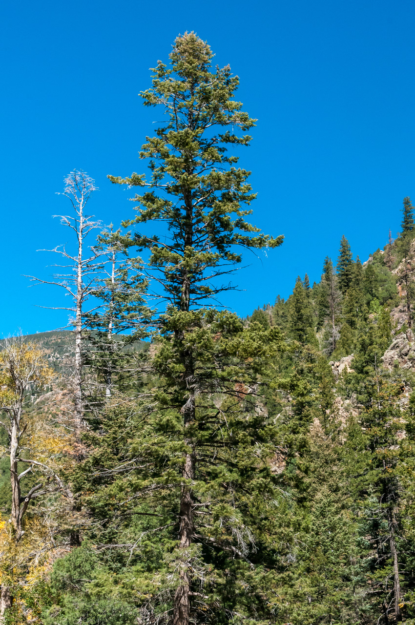Pine Tree Red River, New Mexico