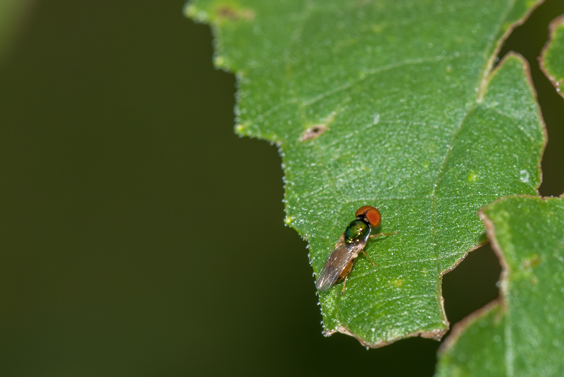 Large-headed Fly (Pipunculidae)