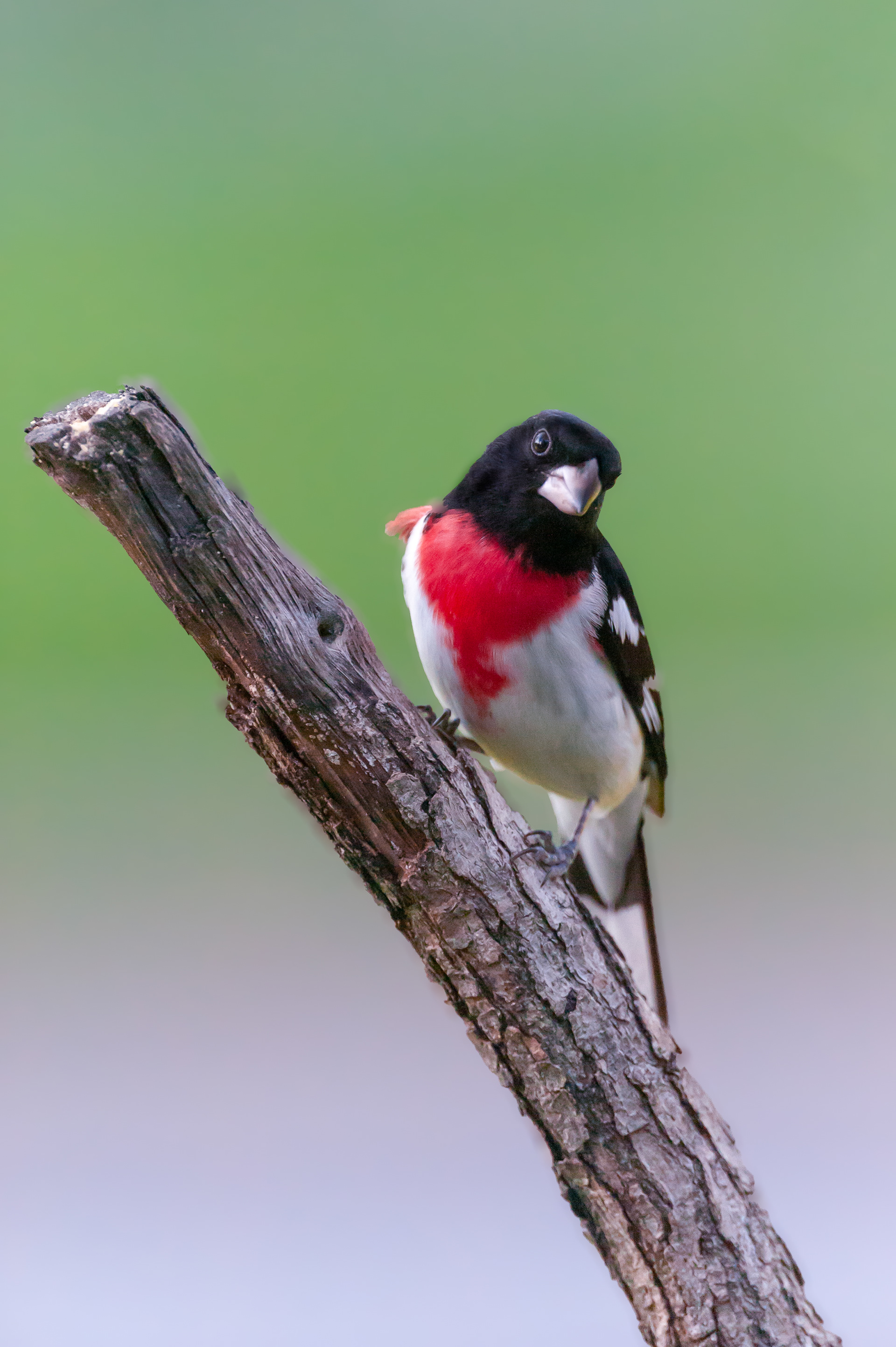 Rose-breasted Grosbeak - Male (Pheucticus ludovicianus)