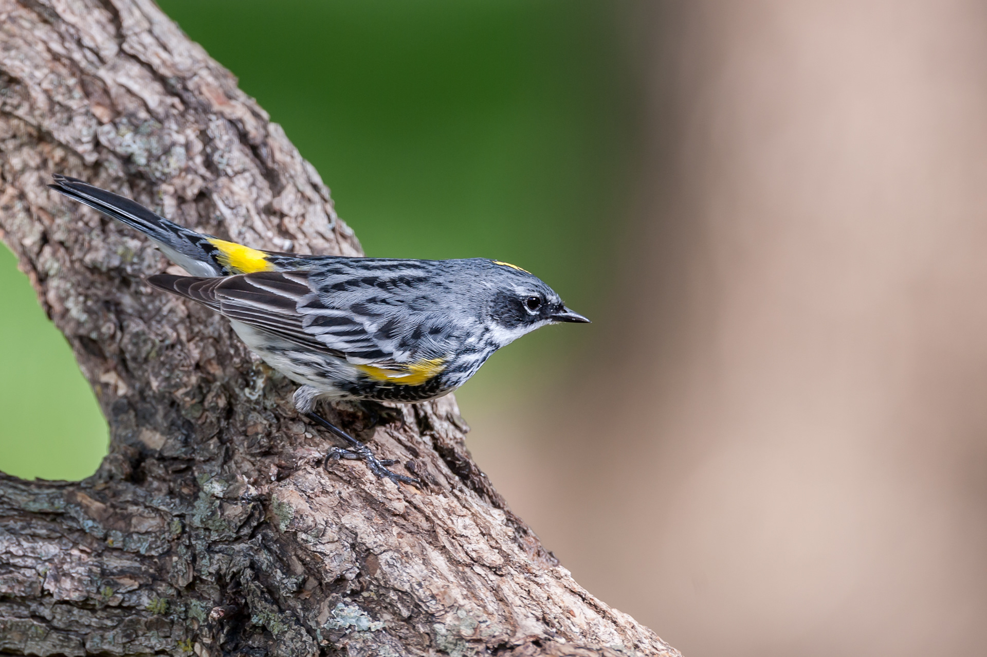 Yellow-rumped Warbler (Setophaga coronata)