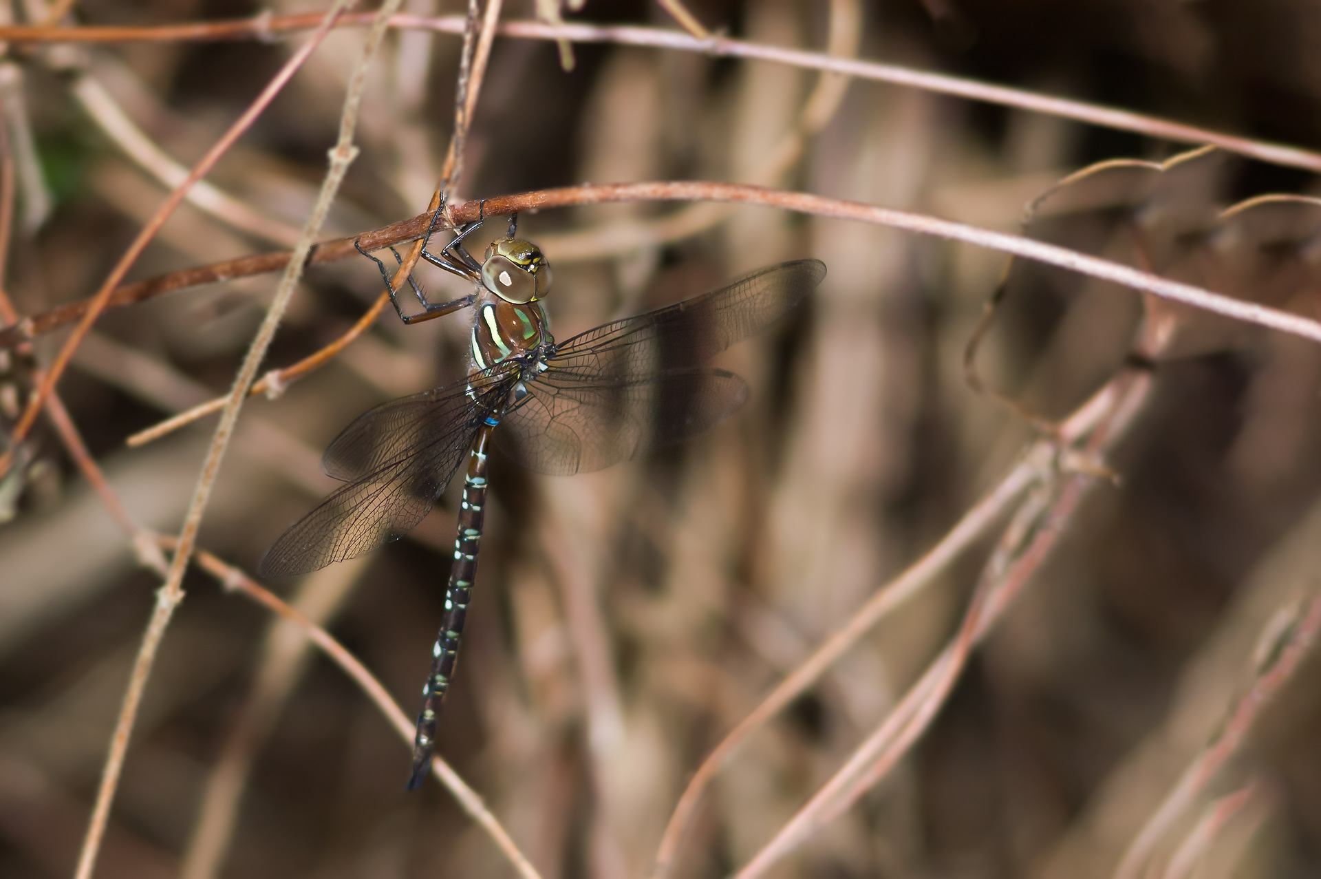 Shadow Darner (Aeshna umbrosa) ODC Record #7299