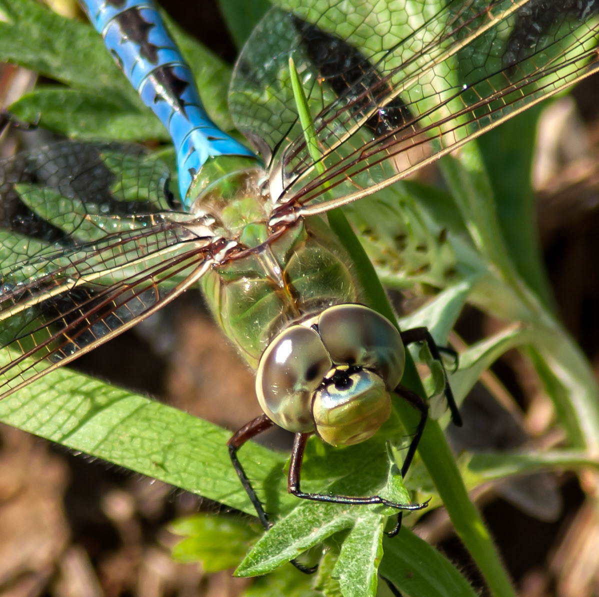 Common Greed Darner ((Anax junius)