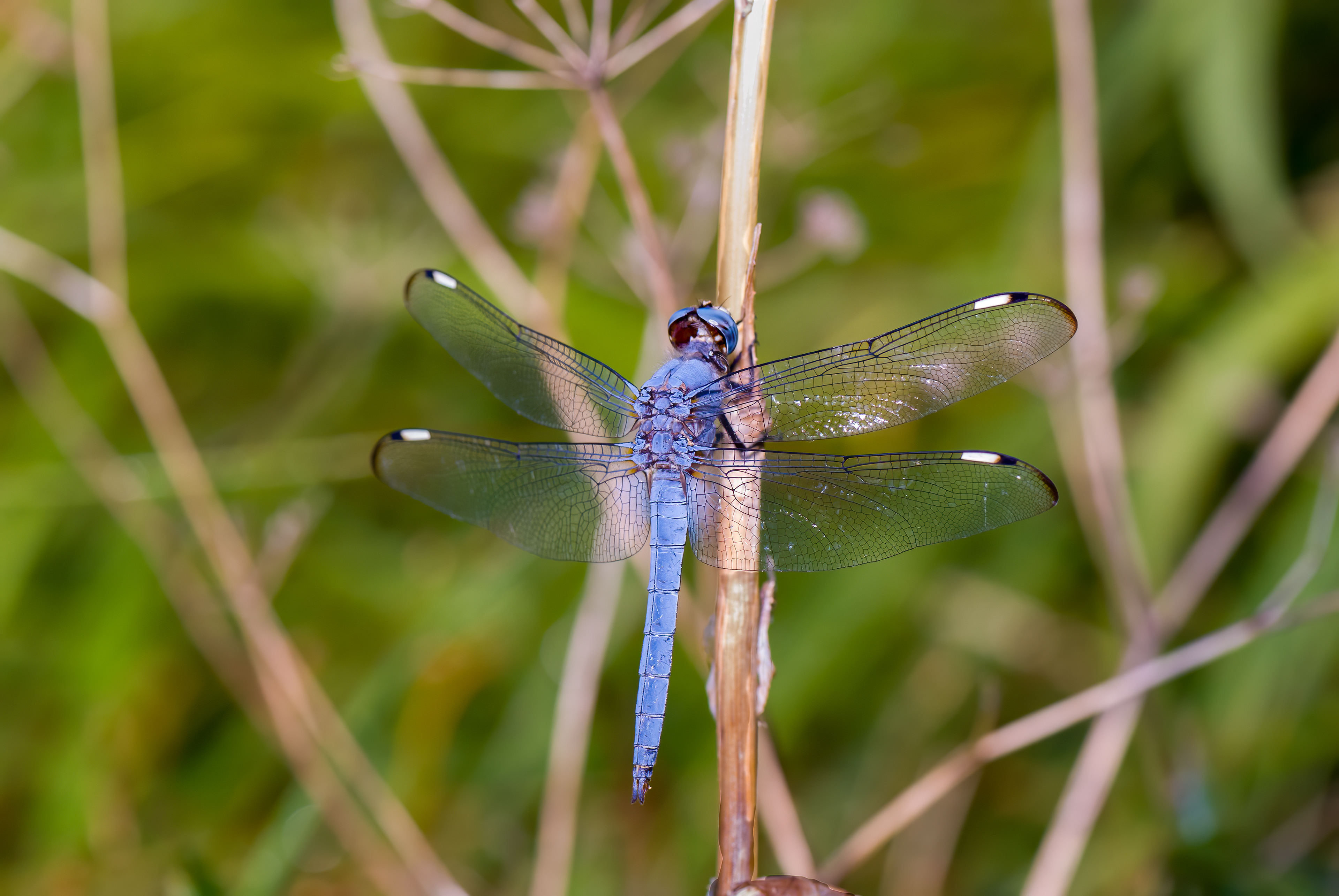 Comanche Skimmer (Libellula comanche)