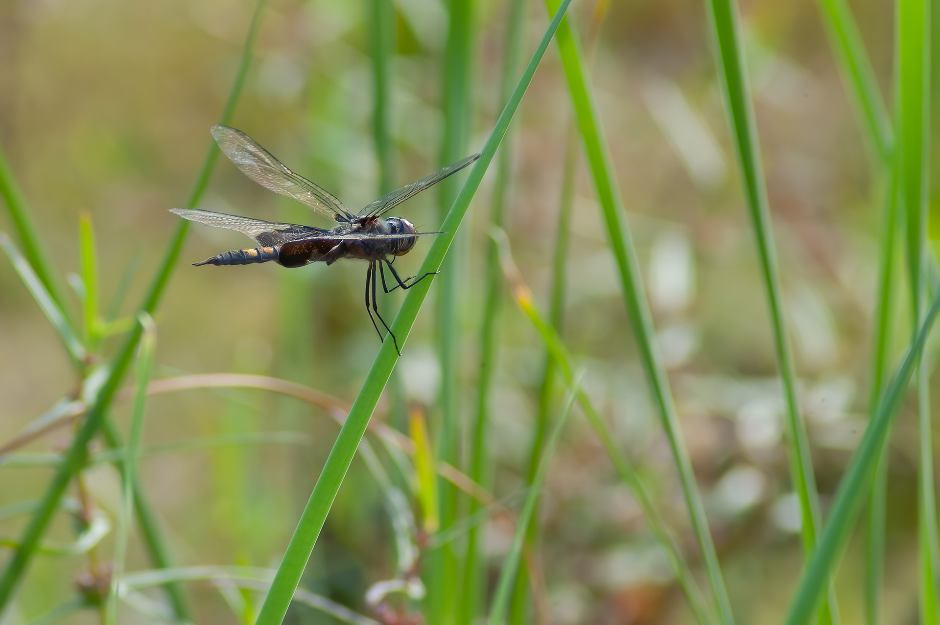 Black Saddlebags (Tramea lacerata)