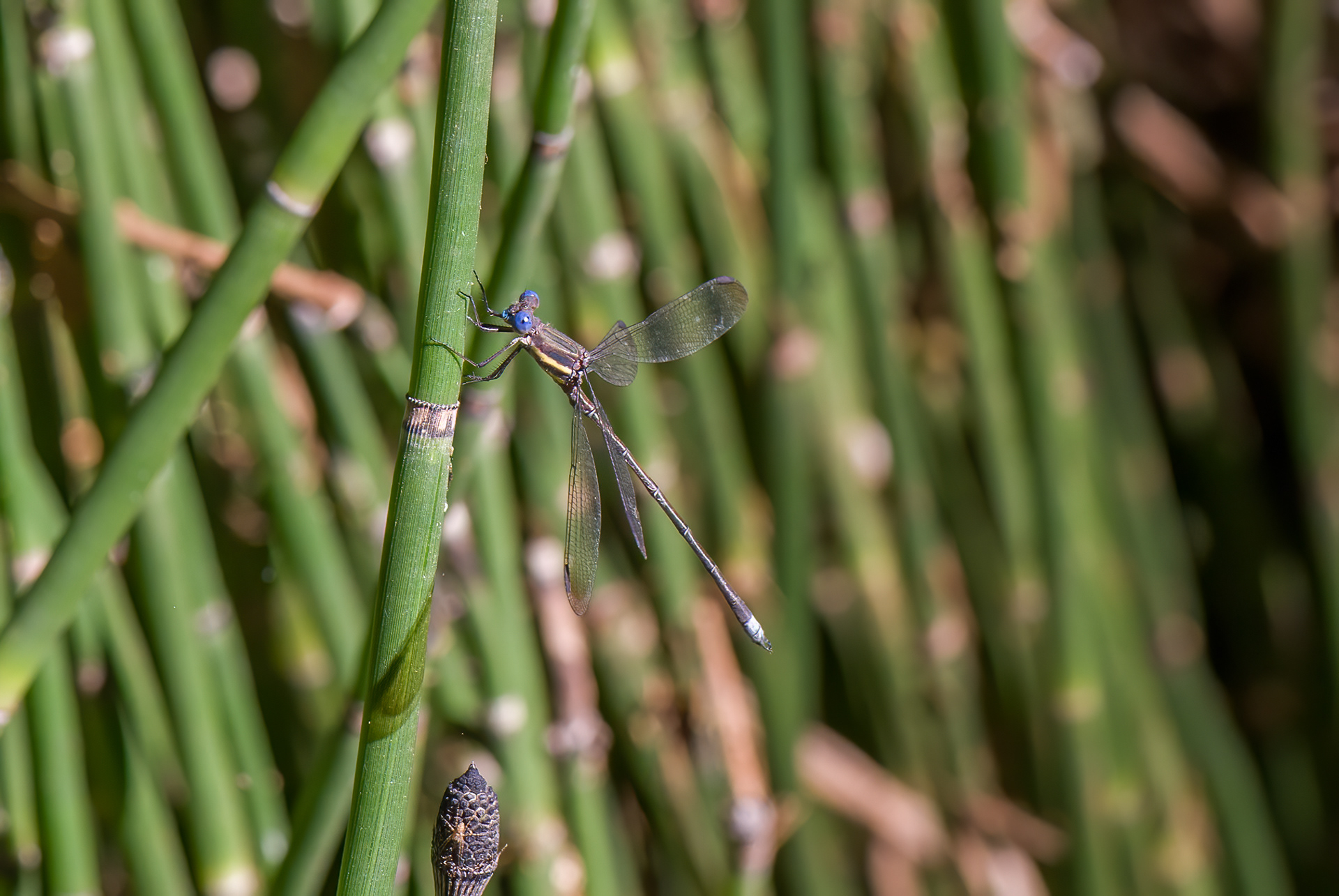 Great Spreadwing (Archilestes grandis)