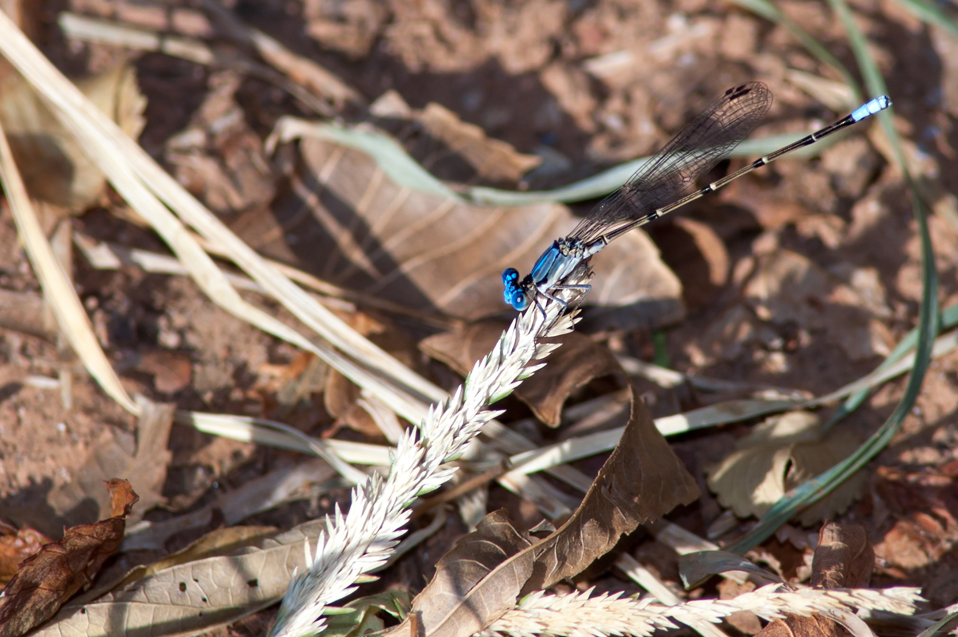 Blue-tipped Dancer (Argia tibialis)
