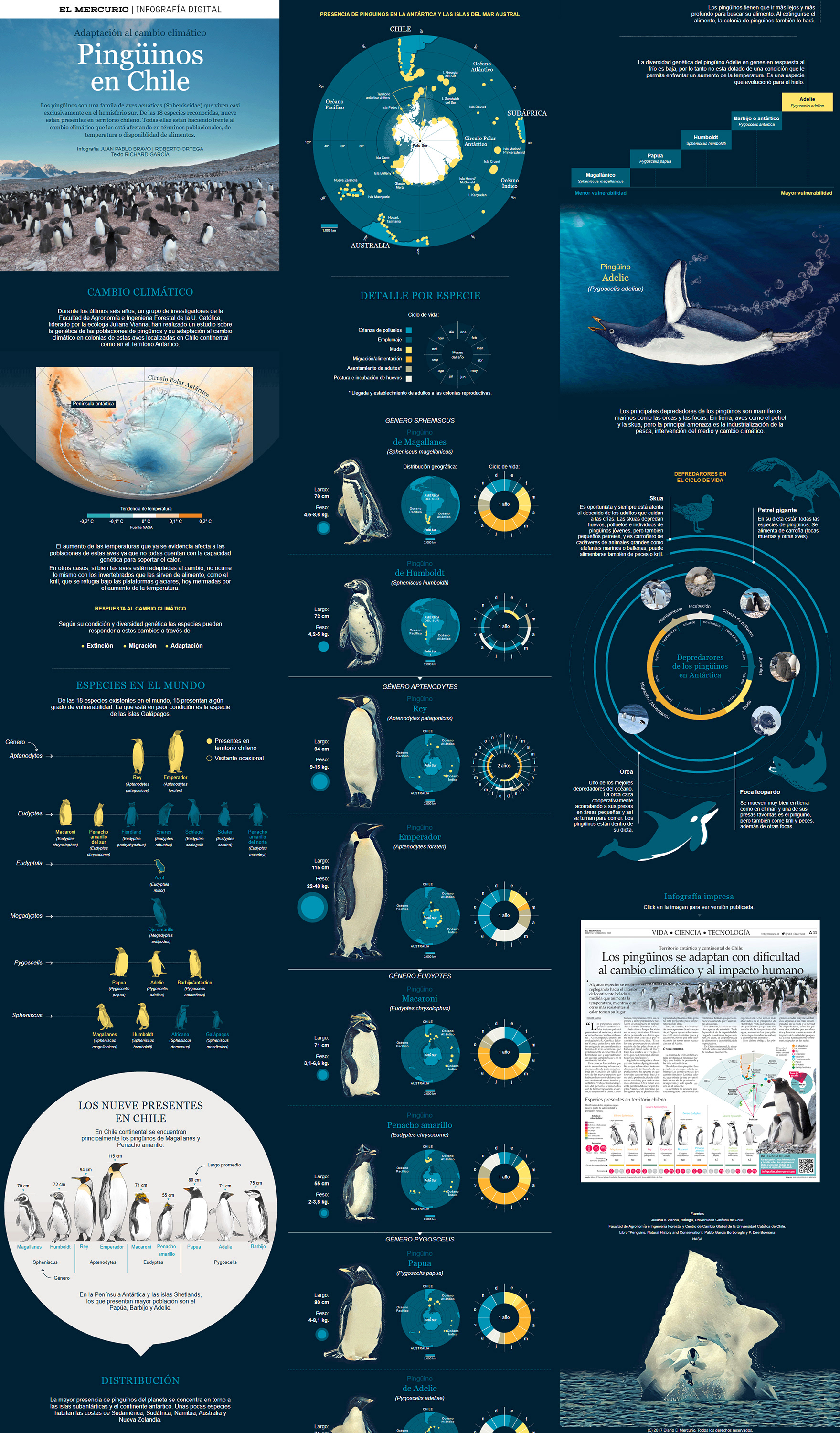 Infografía Digital | Pingüinos de Chile (El Mercurio)