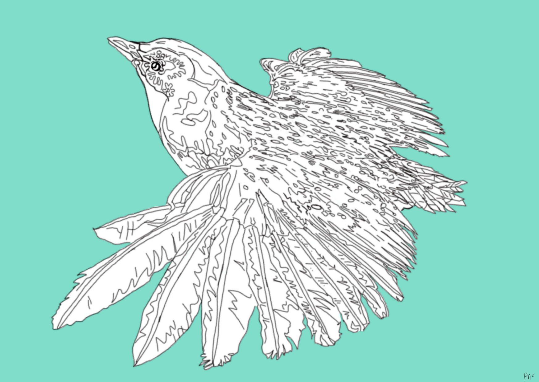 The White Winged Fluff tail, a critically endangered bird in South Africa