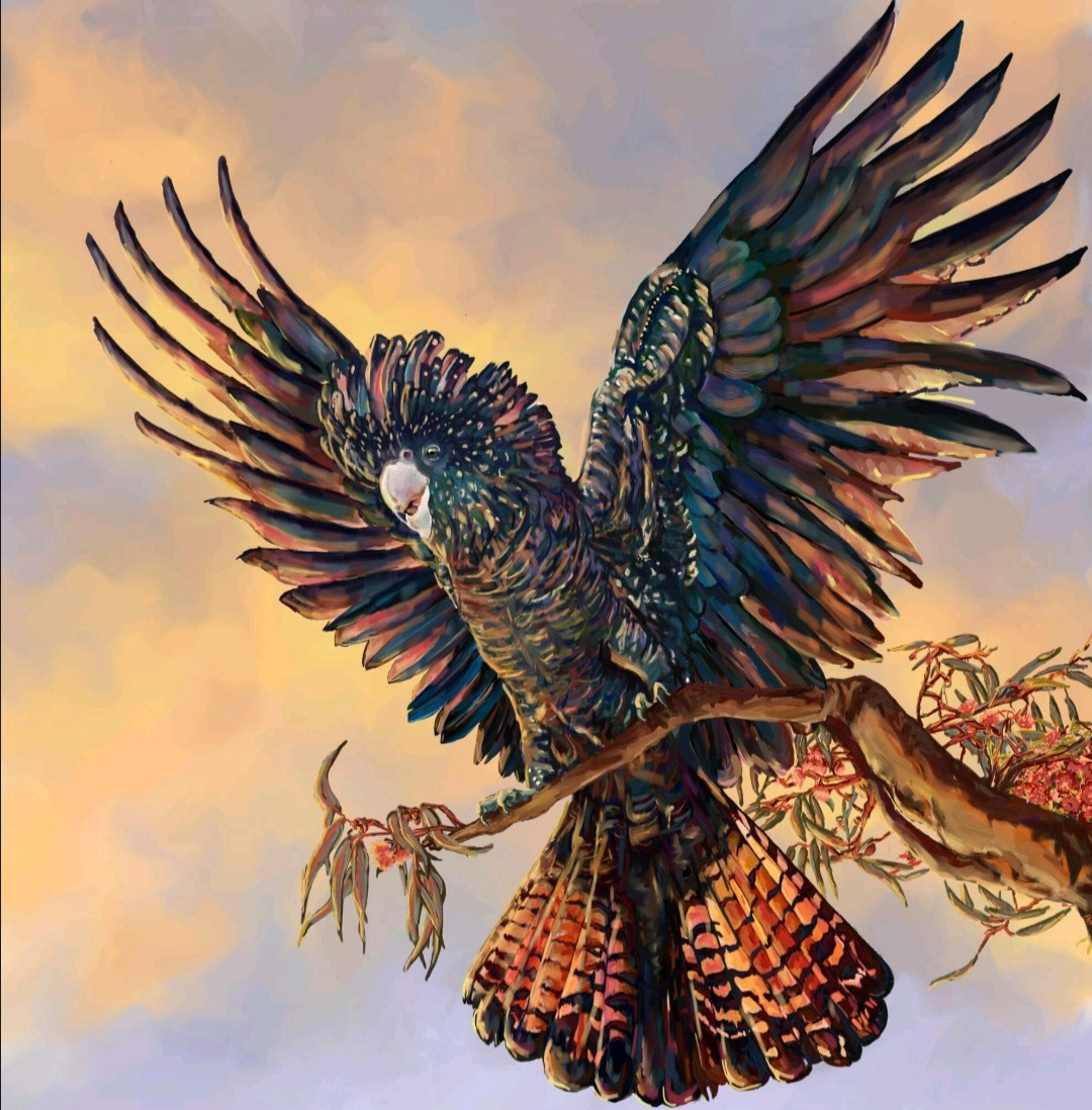 The Red tailed Black cockatoo, listed as endangered in some areas of Australia