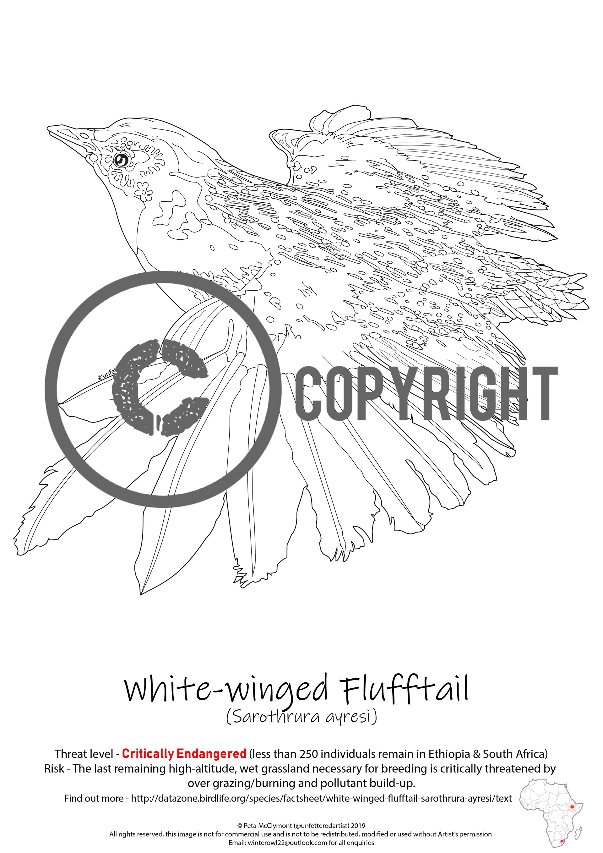 Endangered bird colouring in sheet, downloadable on request