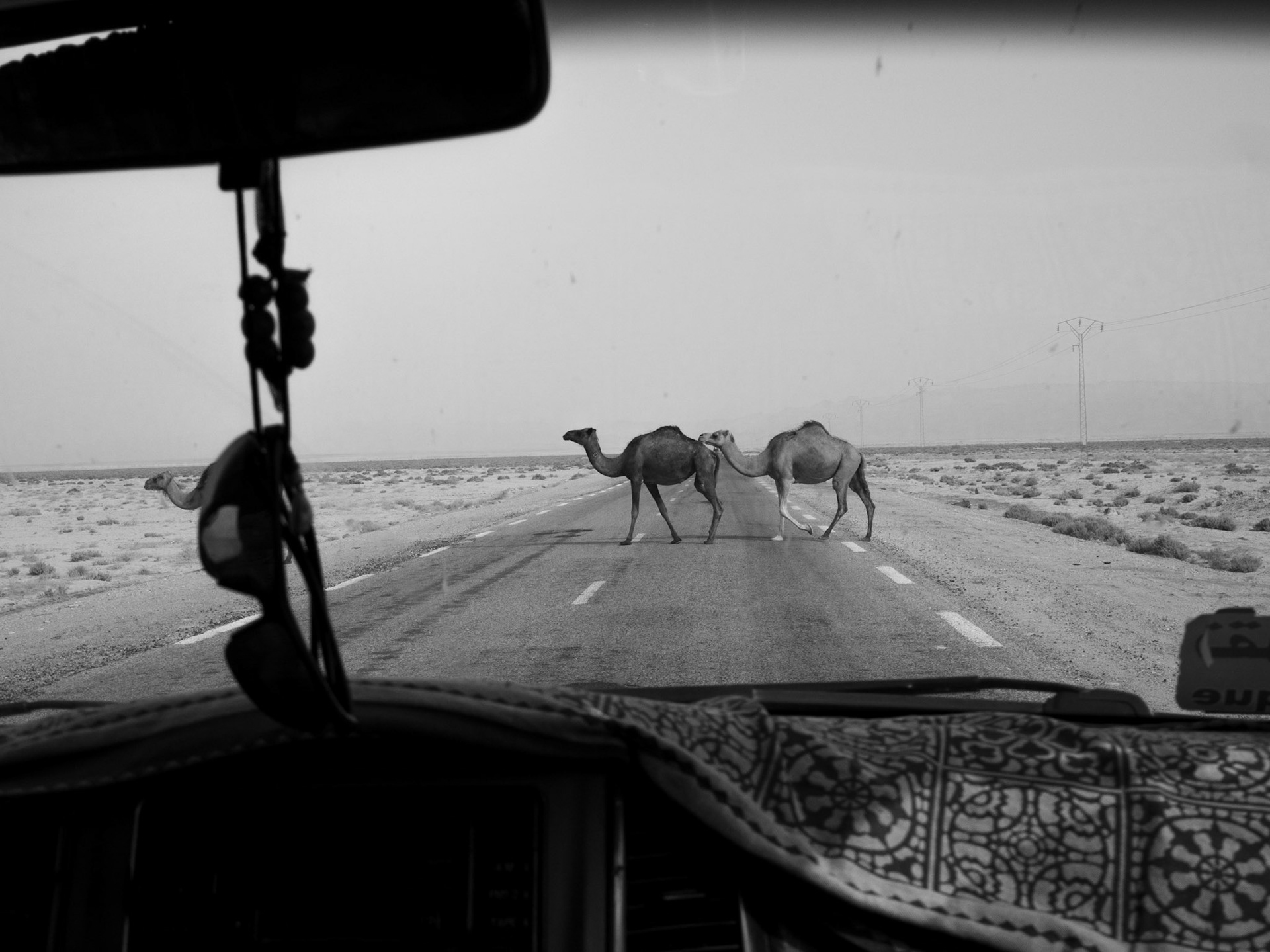 Les dromadaires traversent souvent les route dans le Sahara. Malgré leur grand indépendance, aucun d'entre eux n'est à complètement sauvage. Ceux-ci se trouvent dans les environs de Tozeur.