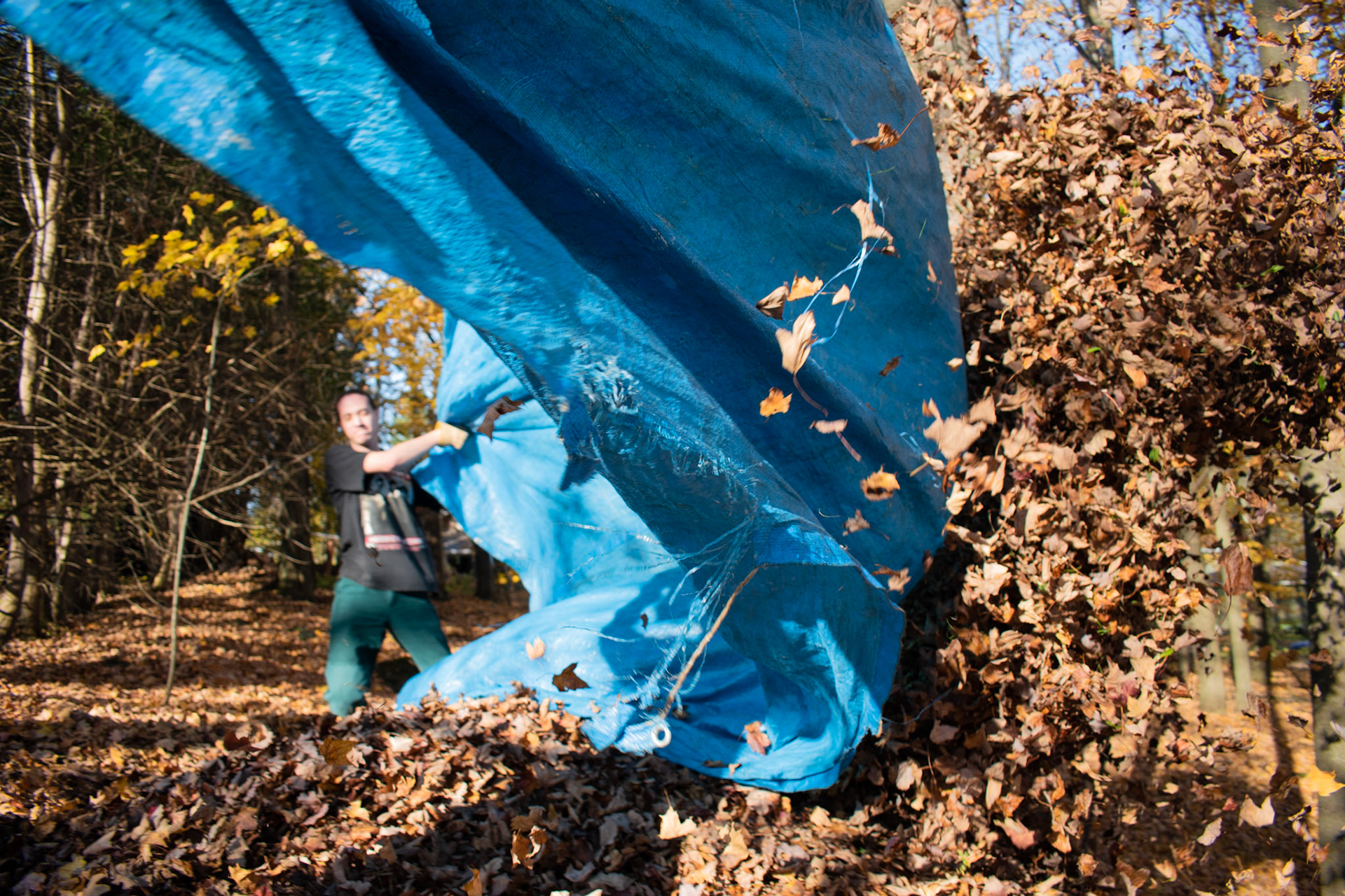 Une fois sur place, le contenu de la bâche est propulsé dans les airs, et couche après couche, un nouveau tapis d'automne se forme là où il ne dérangera personne.