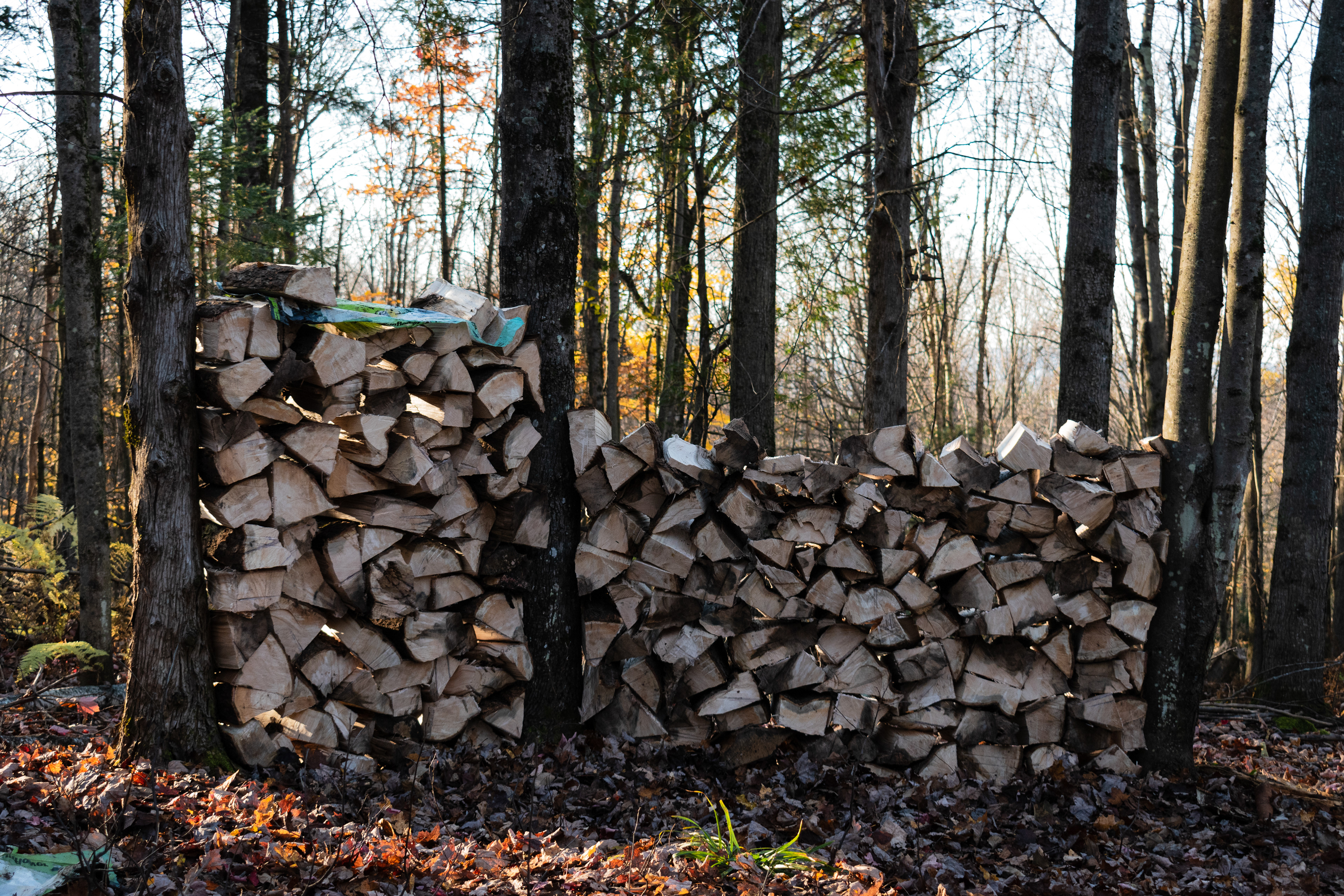À la fin de la journée, le terrain est parsemé de plusieurs cordes de bois de tailles différentes.