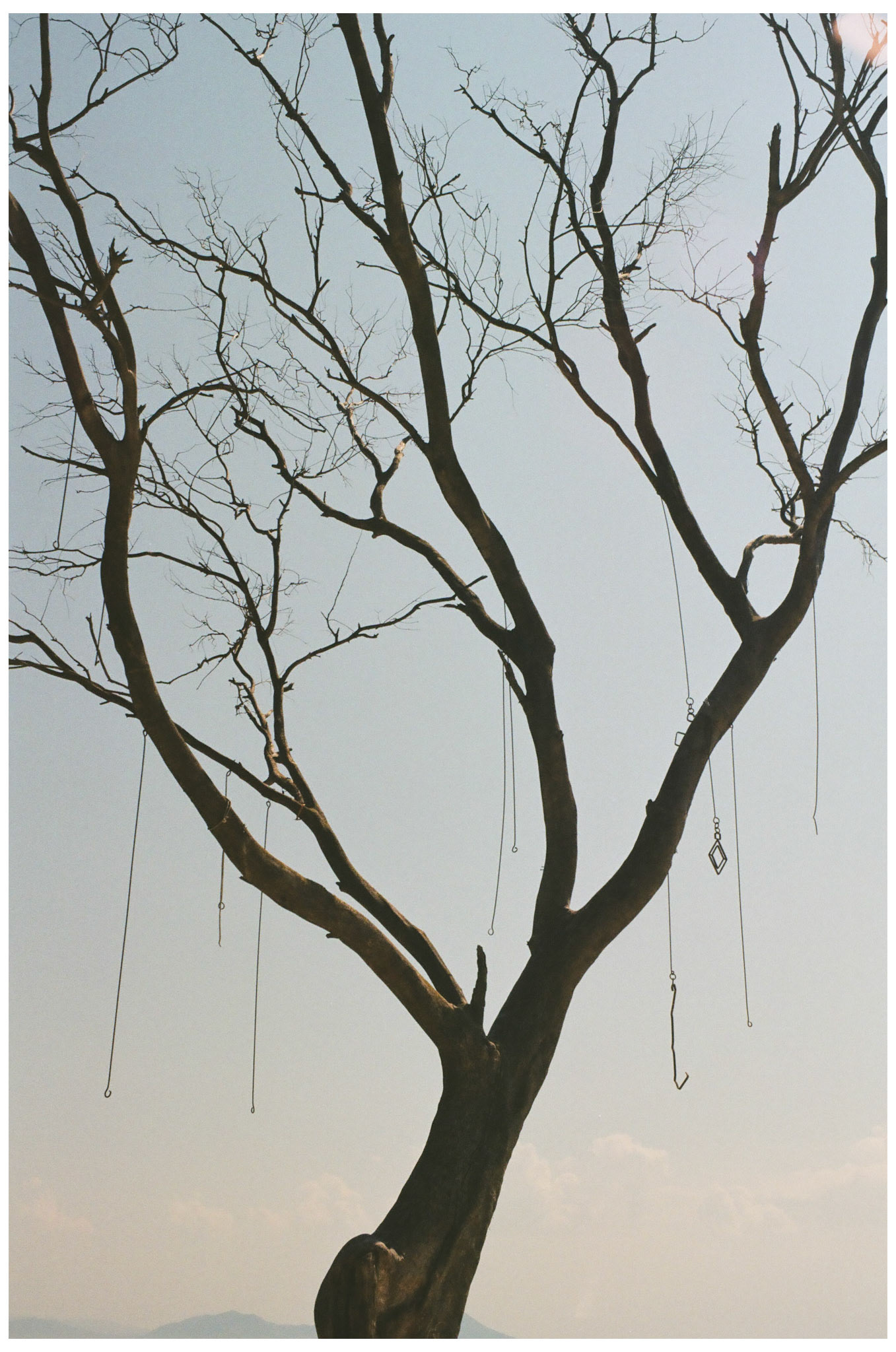 Un arbre décoré sur un belvédère à Sidi Bou Saïd.