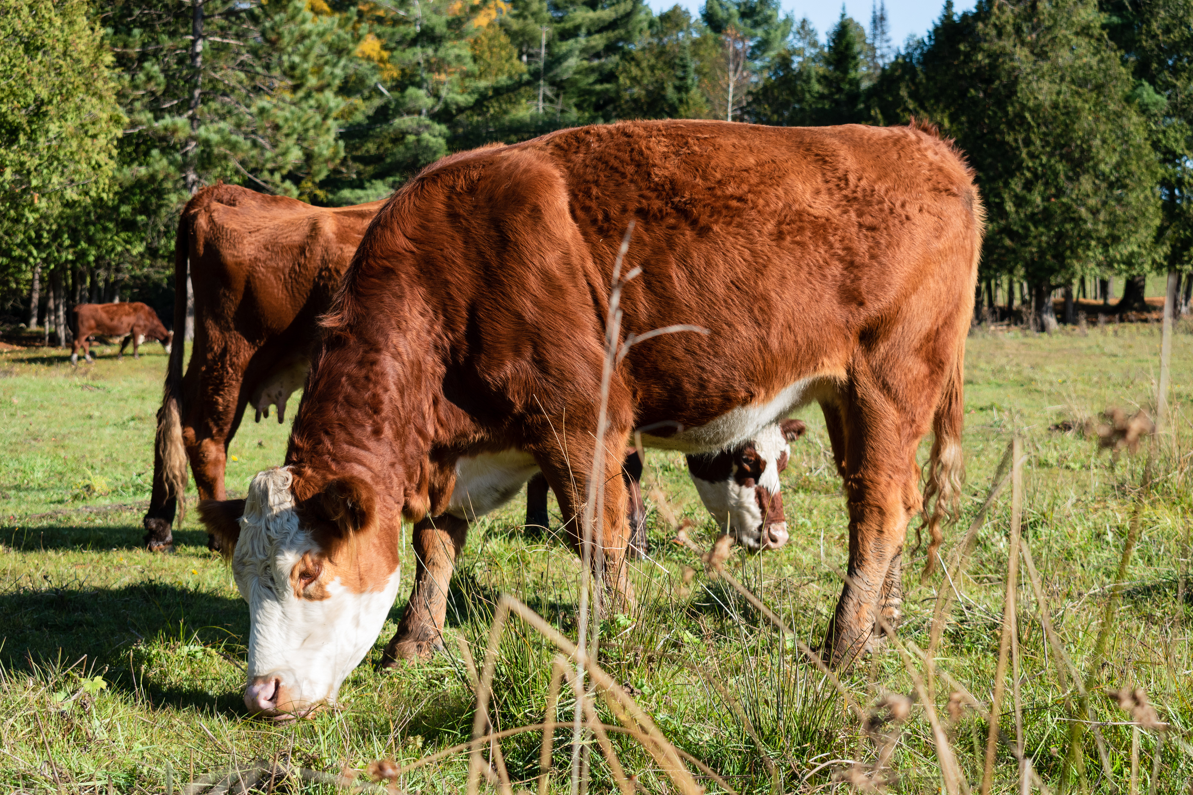 Une partie de la terre sert de pâturage aux nombreuses vaches du fermier voisin.