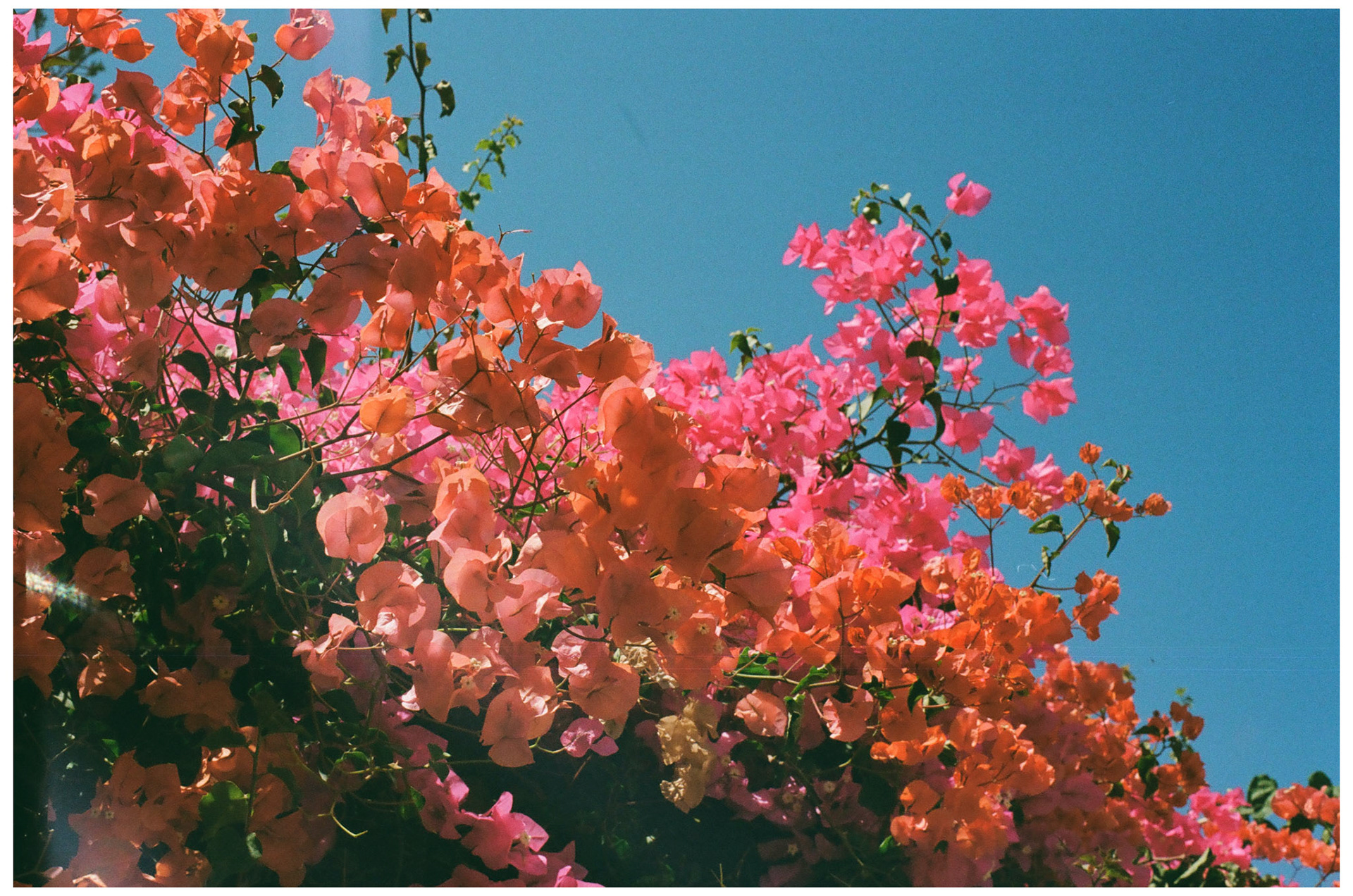 Des fleurs de jasmin rouges, roses, violettes et blanches enjolivent les rues de Sidi Bou Saïd.