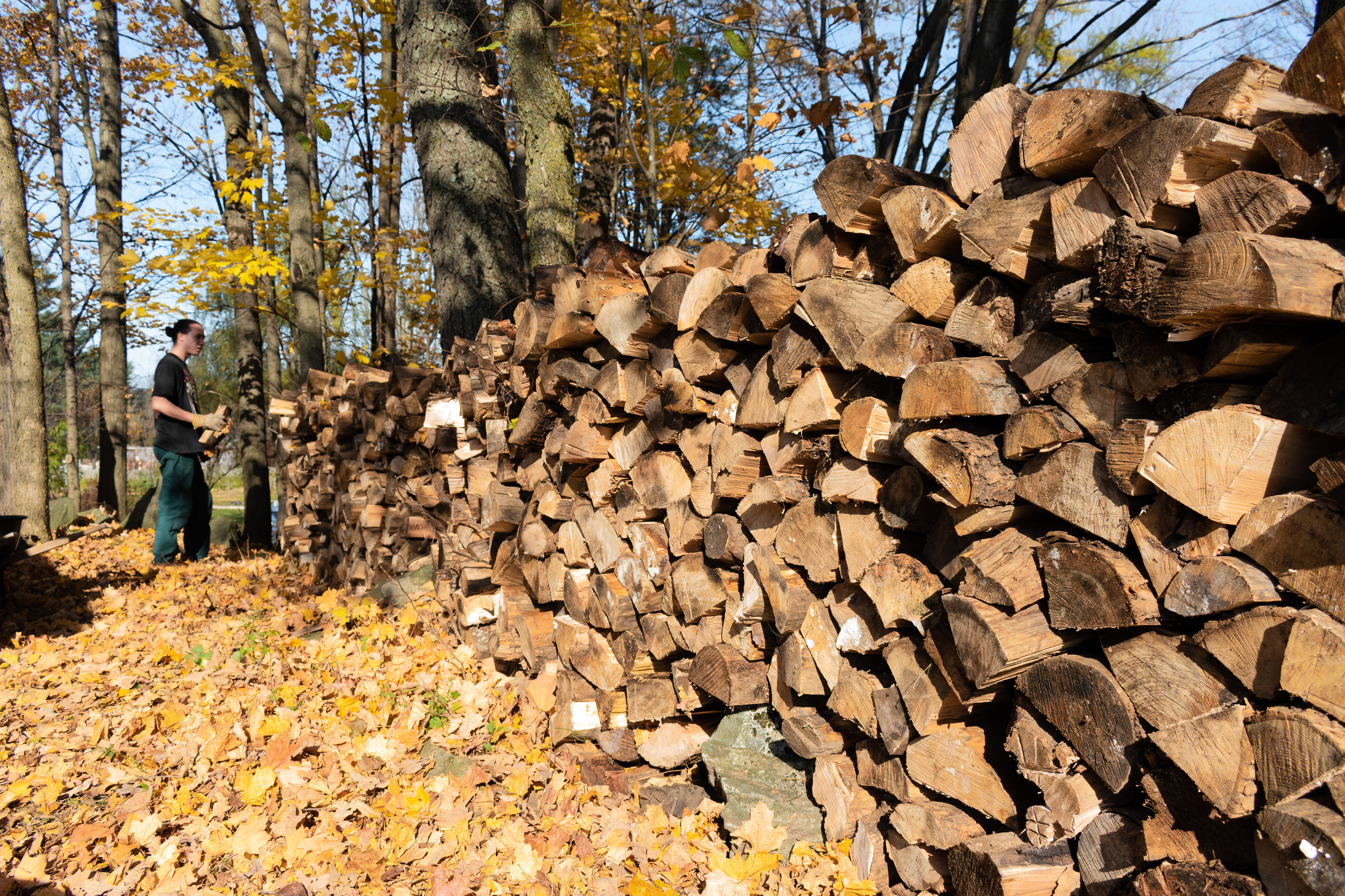 Le bois récolté au cours de la journée servira à chauffer les Saint-Denis pendant tout l'hiver et le reste de l'automne. Le bois sera partagé entre eux ainsi qu'à quelques amis de la famille.