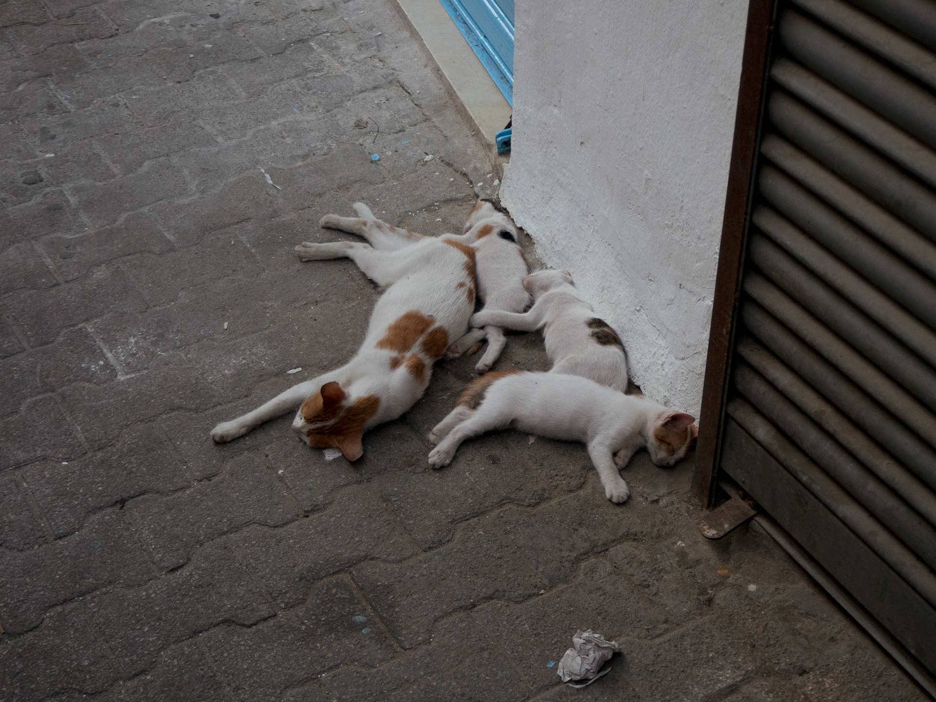 Les chats errants dominent les racoins et les trottoirs de la ville. Ils subsistent notamment grâce aux restes de nourritures que leur donnent certains restaurants et citoyens.