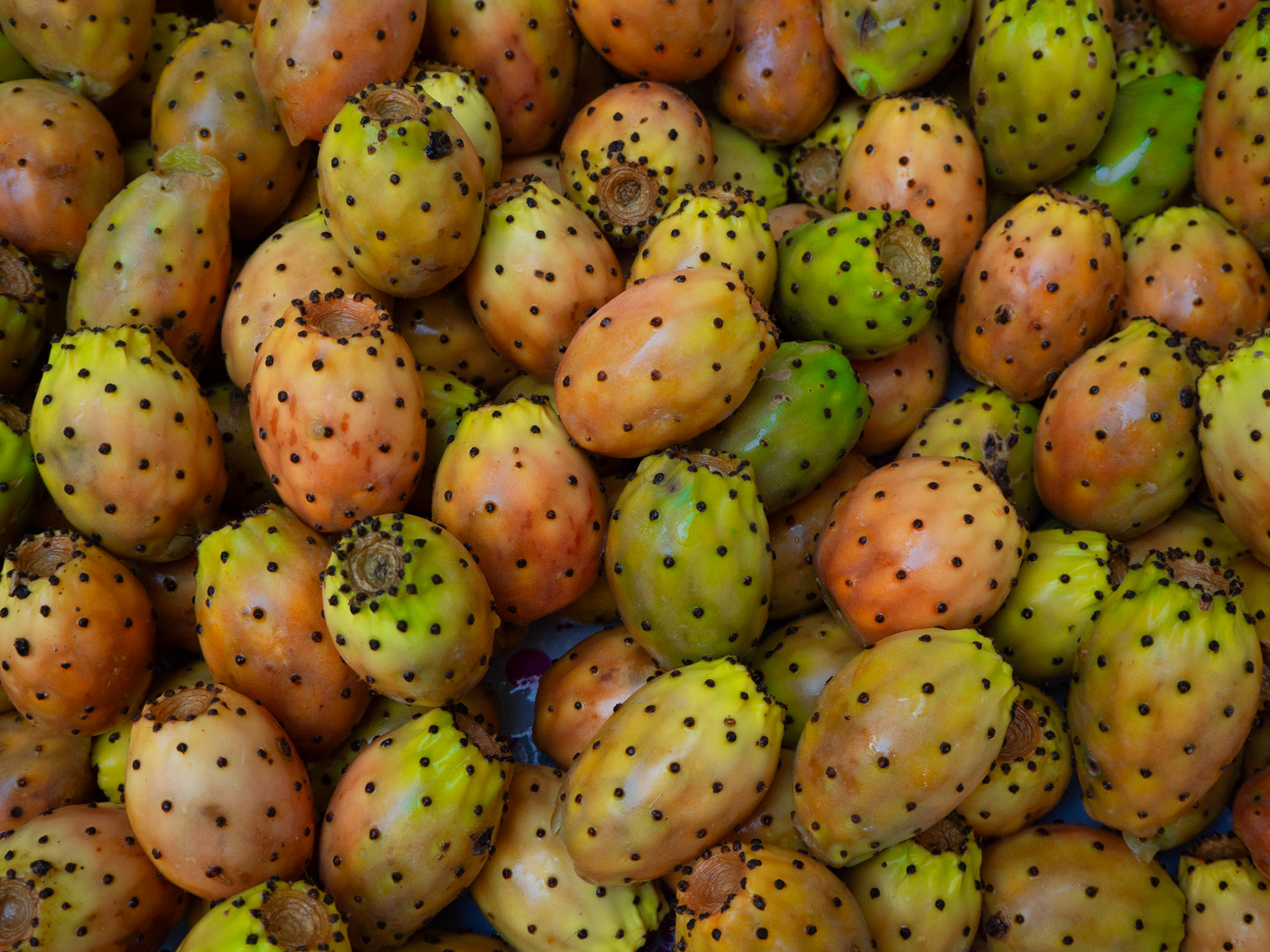 Les figues de Barbarie, espèce d'origine nord-américaine, se retrouvent partout à l'état sauvage en Tunisie, permettant au pays d'en être le troisième plus grand producteur au monde.