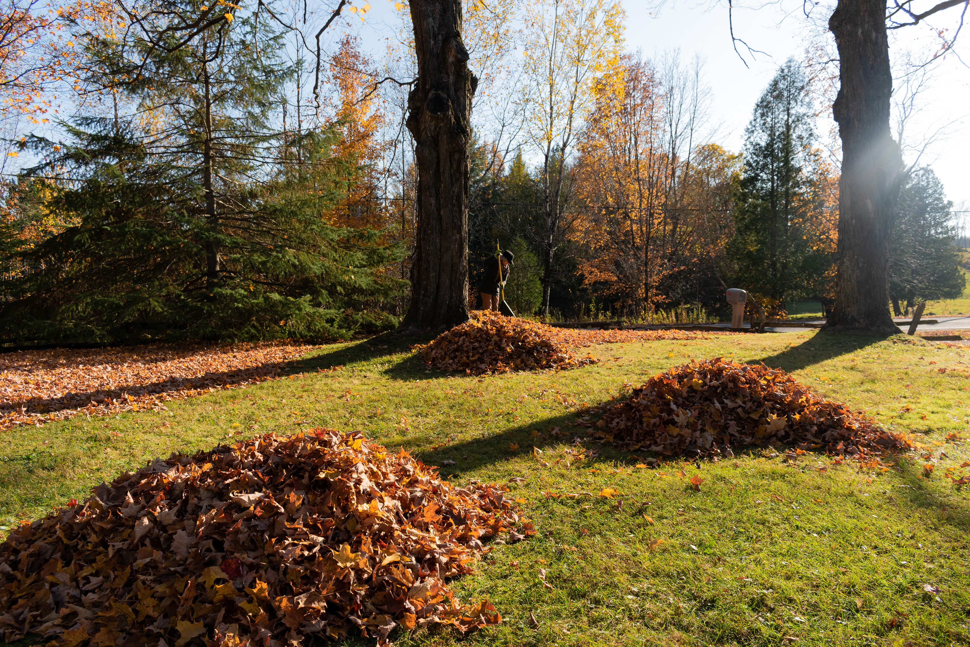 À l'aide de rateaux, le tapis d'automne qui recouvre la cour avant est transformé en de petites collines orangées.