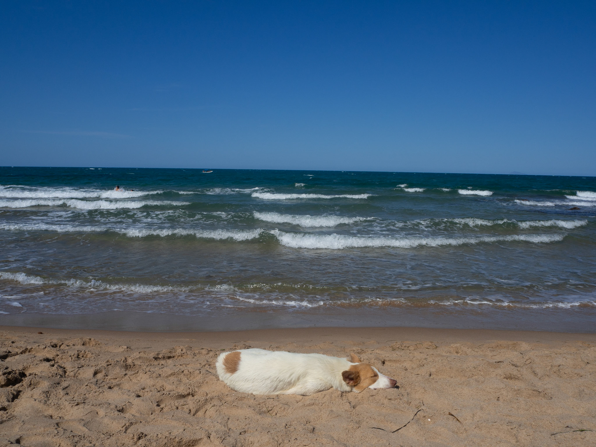 Les chiens errants, moins nombreux que leurs rivaux félins, sont tout de même bien présents dans les rues. Celui-ci se repose sur la berge à Marsa.