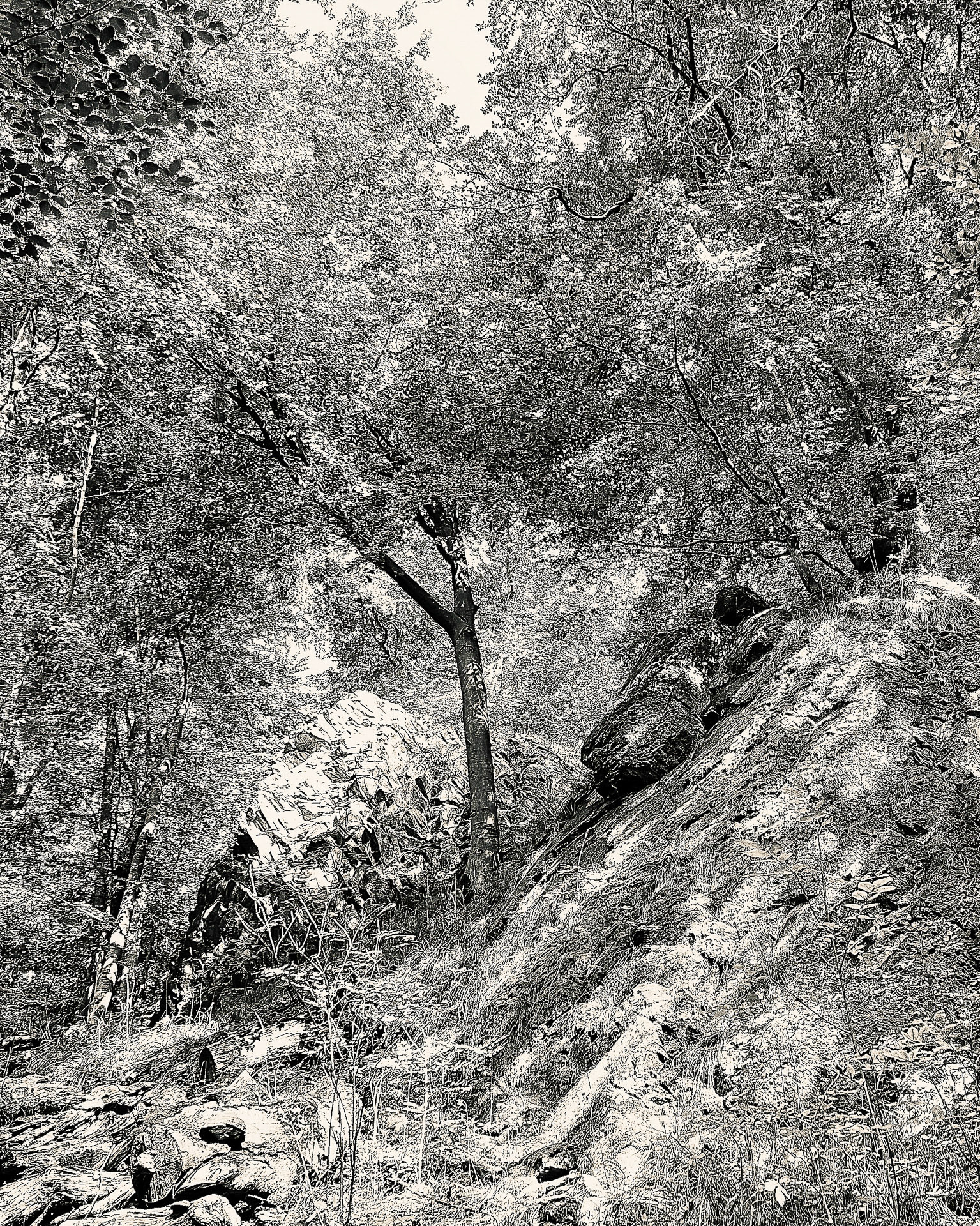 Bäume IV