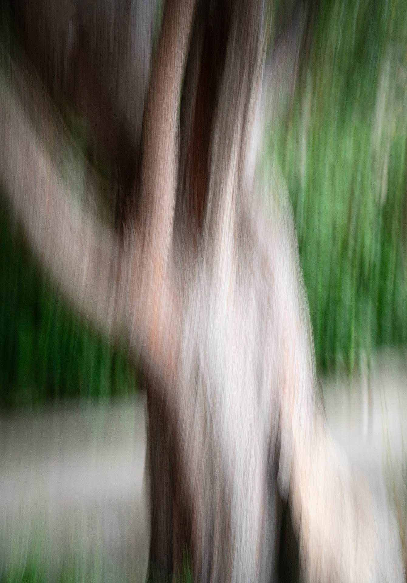 Bäume XI