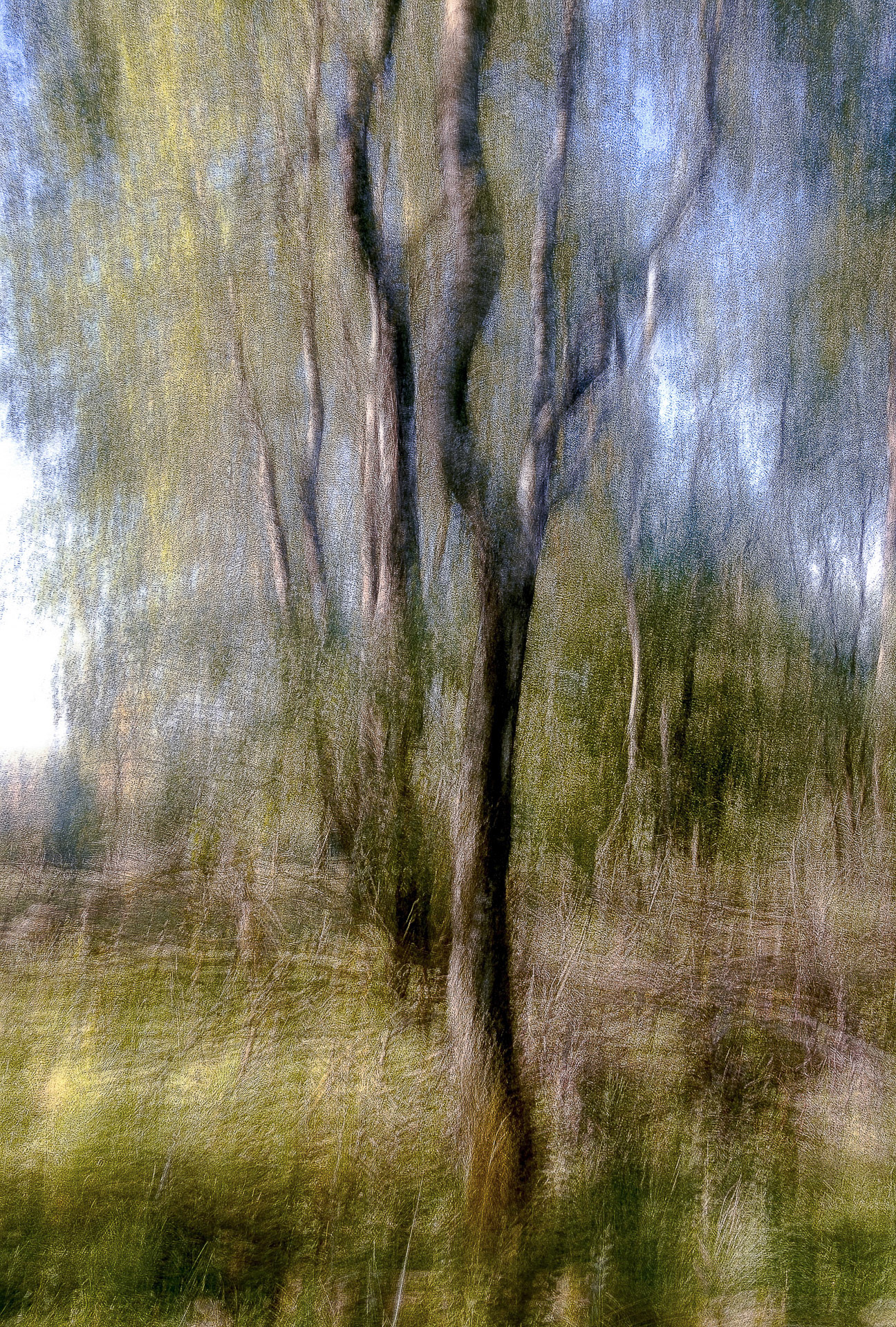 Bäume II - Birke