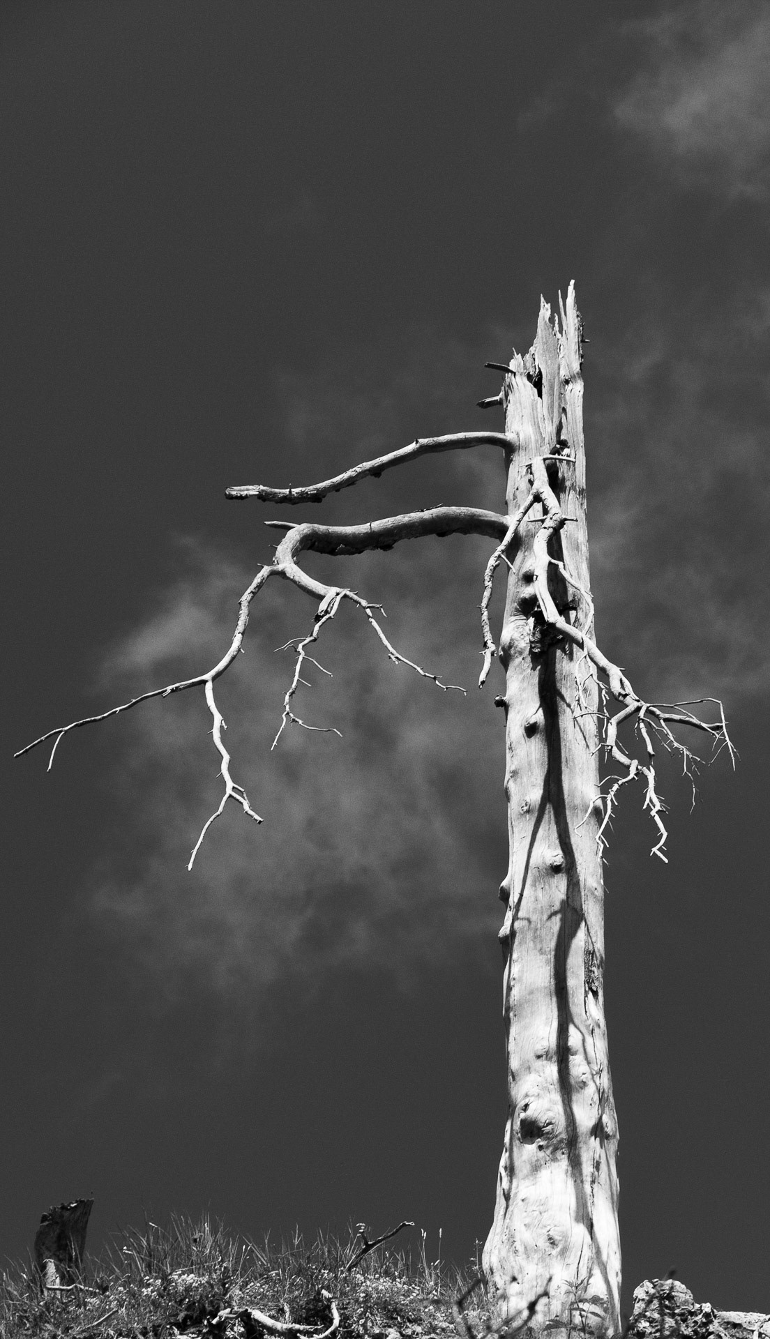 Bäume_XIV - LOOM