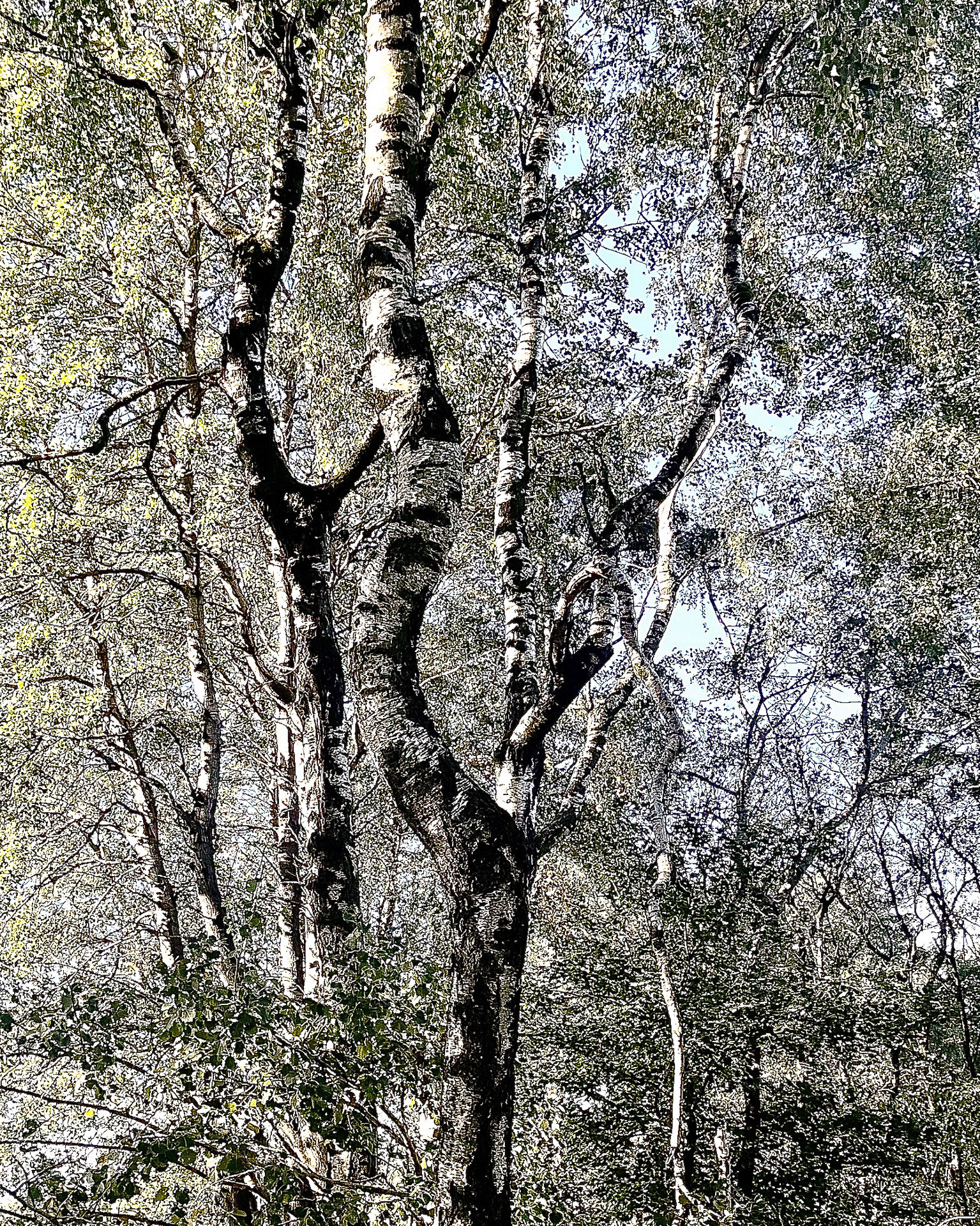 Bäume I Birke