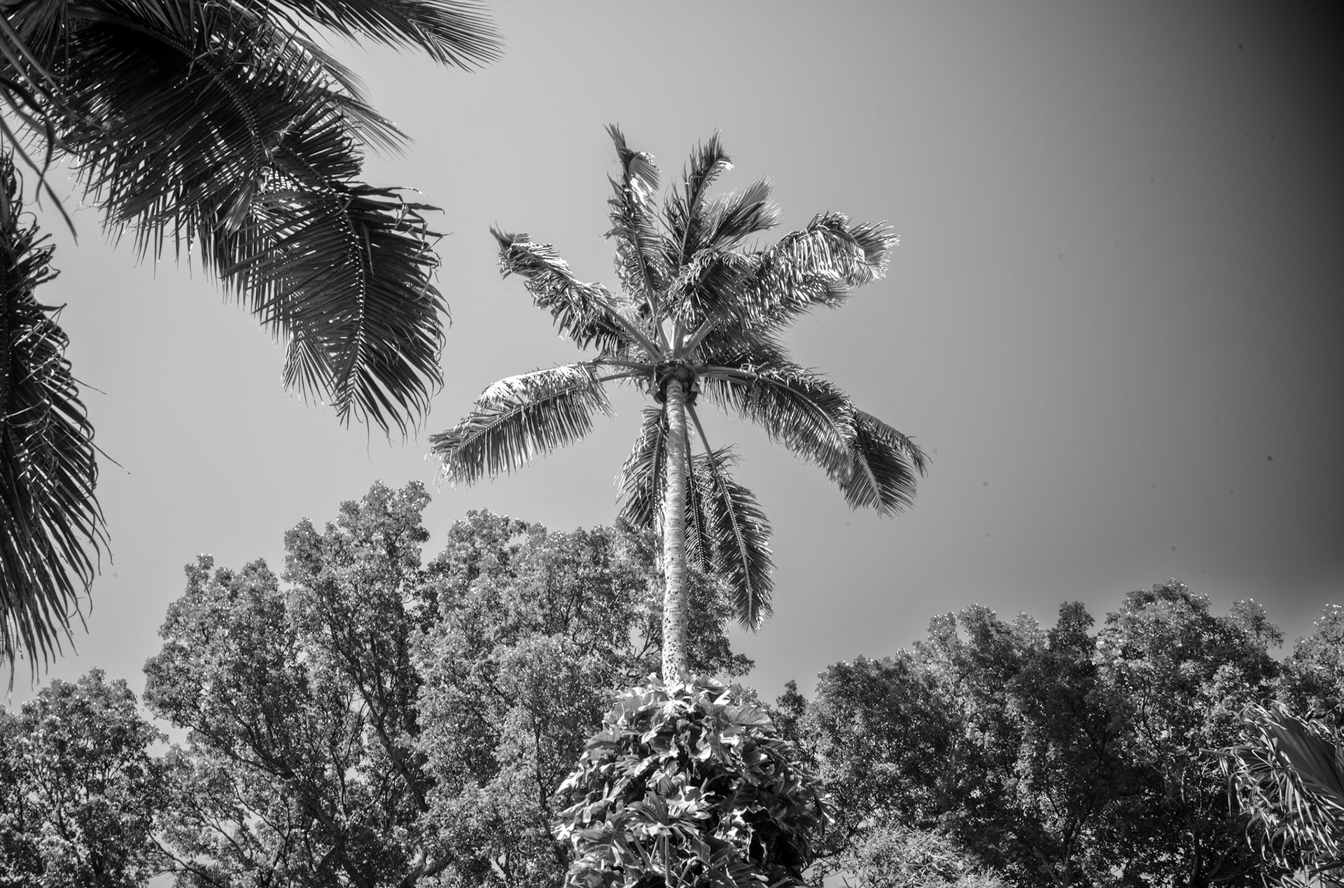 Palm Tree