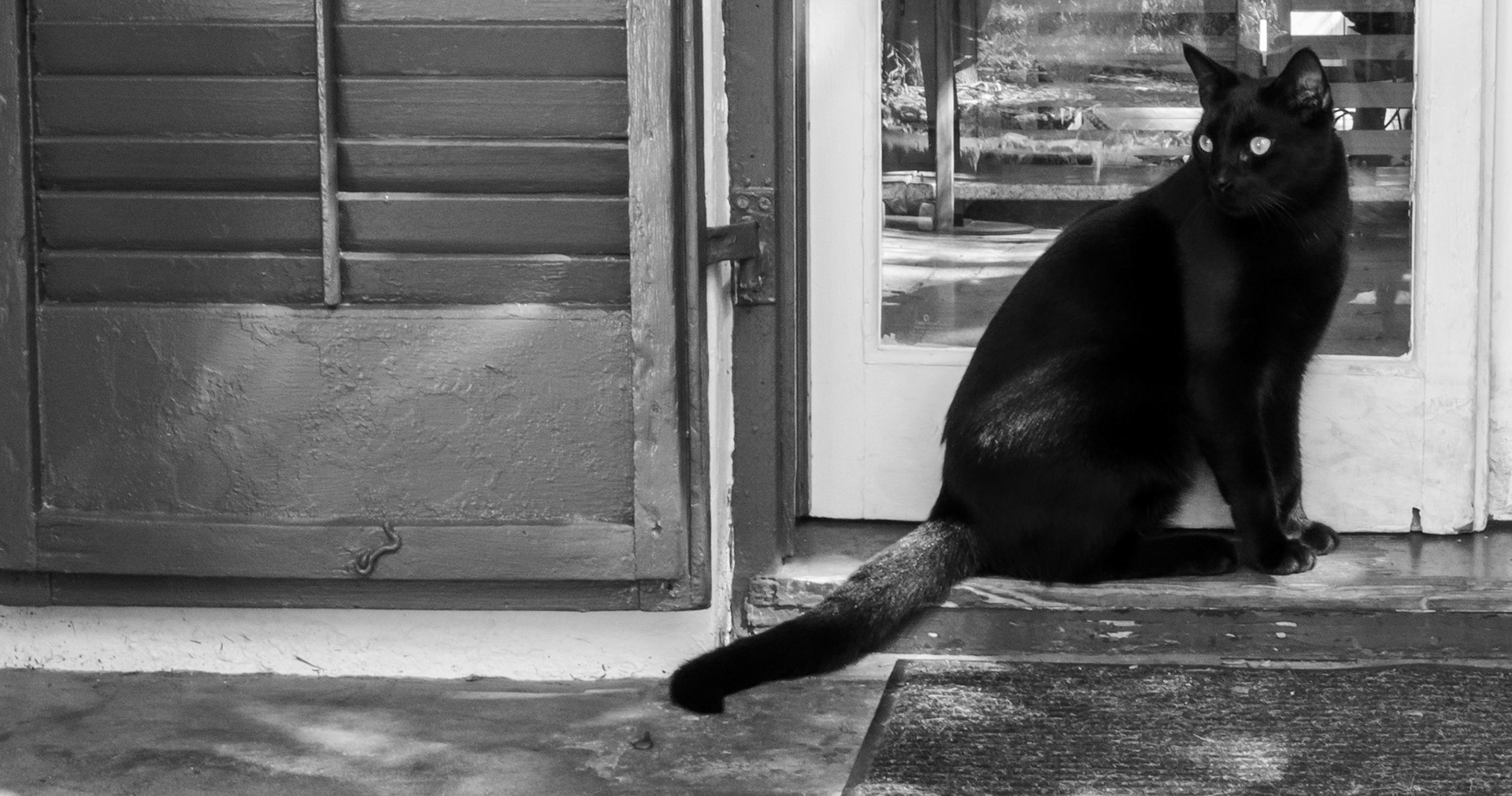 Cat at Hemingway's House